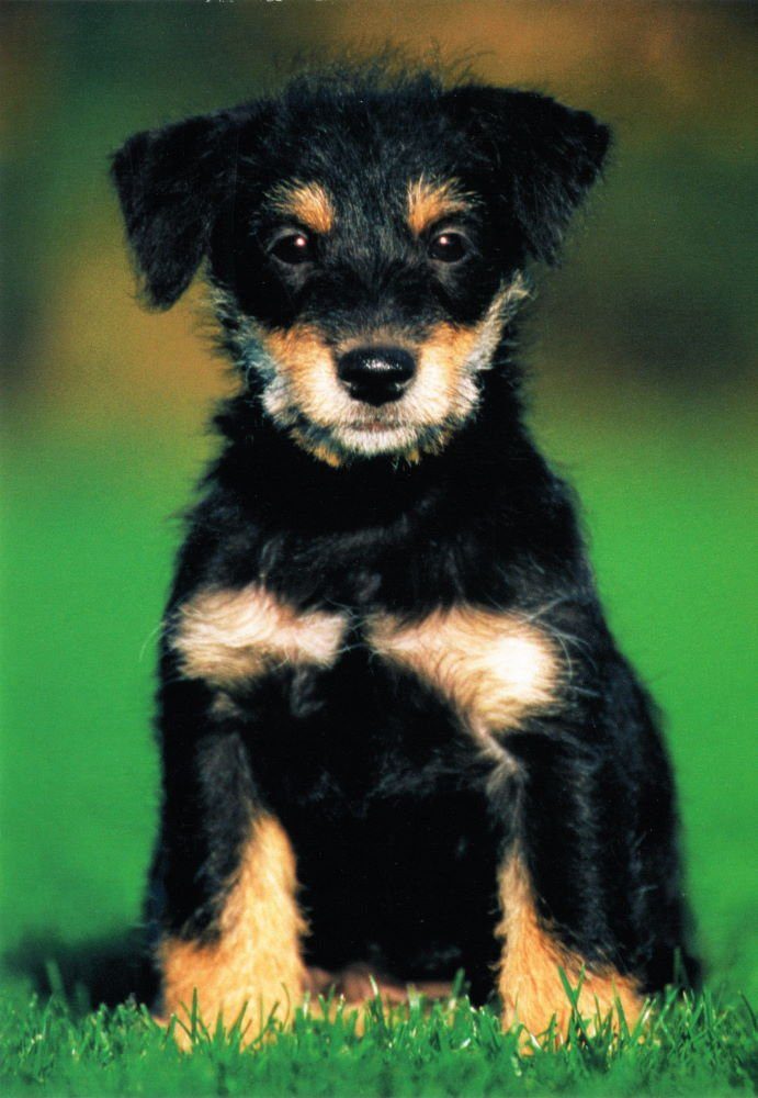 Postkarte nbuch "Dogs Hunde süßen mit Hundemotiven Chiens" * * 24