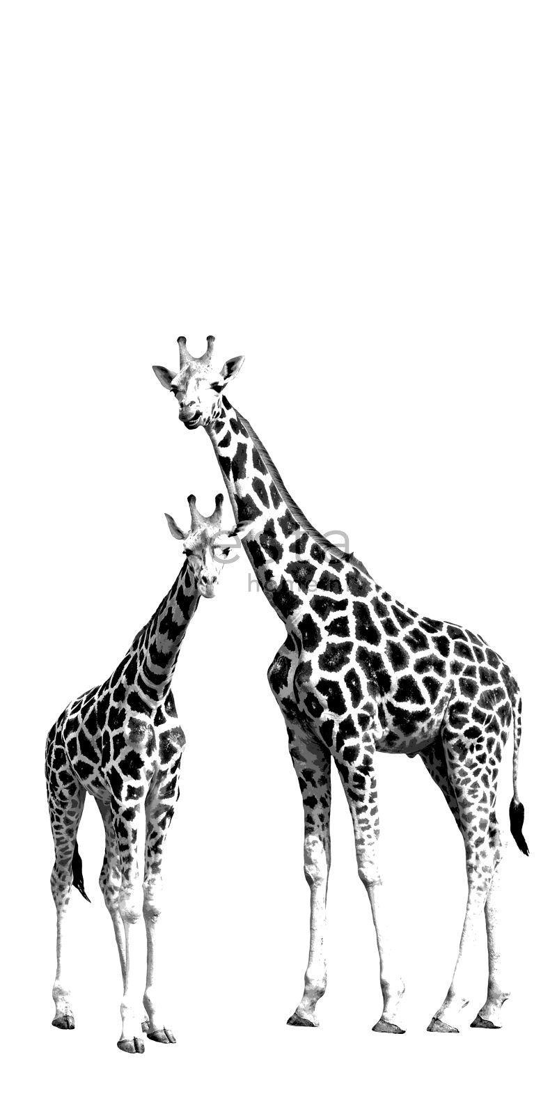 ESTAhome Fototapete Giraffen