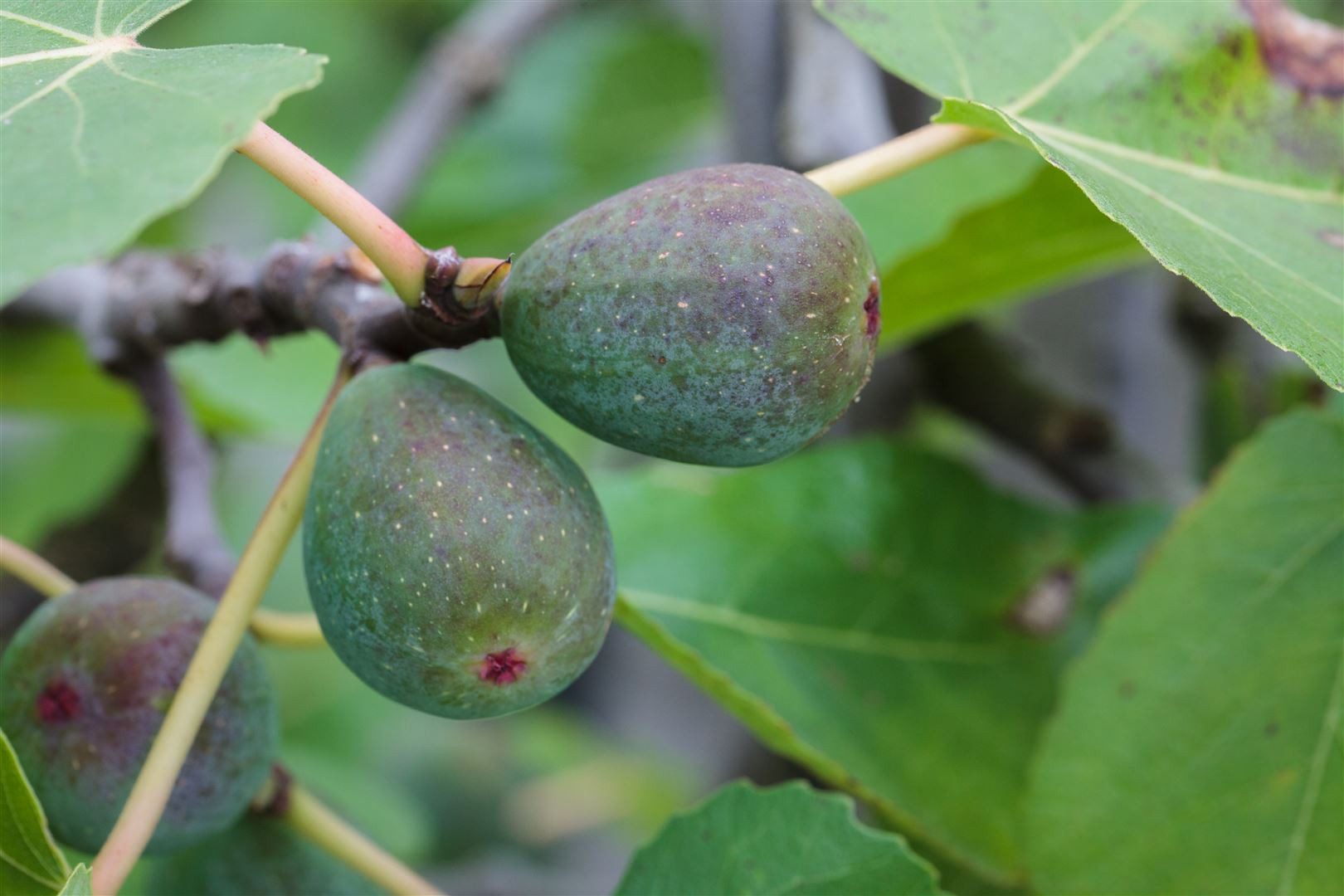 Pflanzen für Dich Obstpflanze Ficus carica 'Firoma', 1 St., Echte Feige, Feigenbaum, essbare Früchte, mediterraner Wuchs