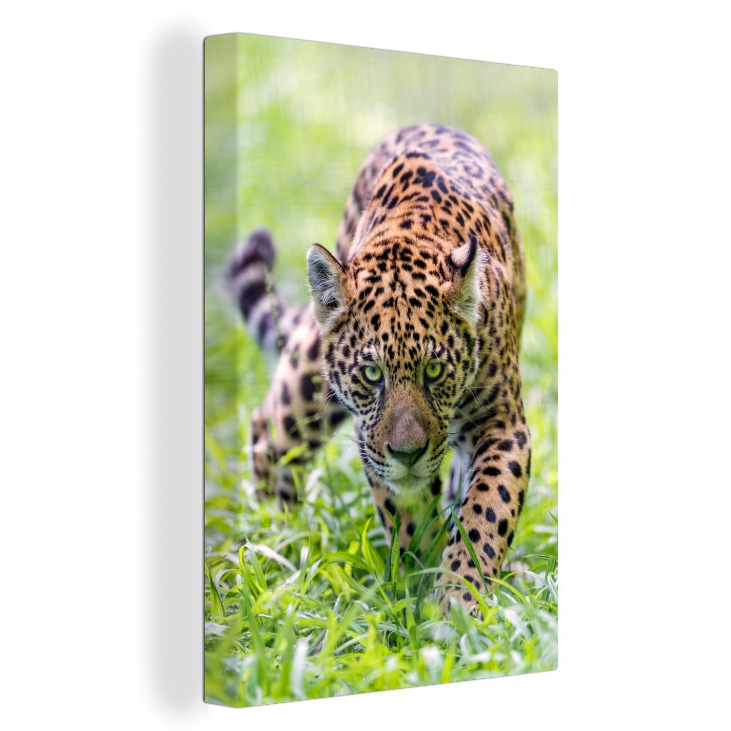 OneMillionCanvasses® Leinwandbild Jaguar - Jagd - Gras, (1 St), Leinwandbild fertig bespannt inkl. Zackenaufhänger, Gemälde, 20x30 cm