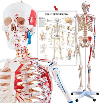 VENDOMNIA Dekoobjekt Anatomie Skelett mit Muskeln (mit Muskelbemalung, inkl. Schutzabdeckung, Lehrgrafik Poster, Standfuss mit Rollen, lebensgroß, 180 cm - menschliches Lernmodell), Lehrmittel, anatomisches Modell, Mensch Knochen