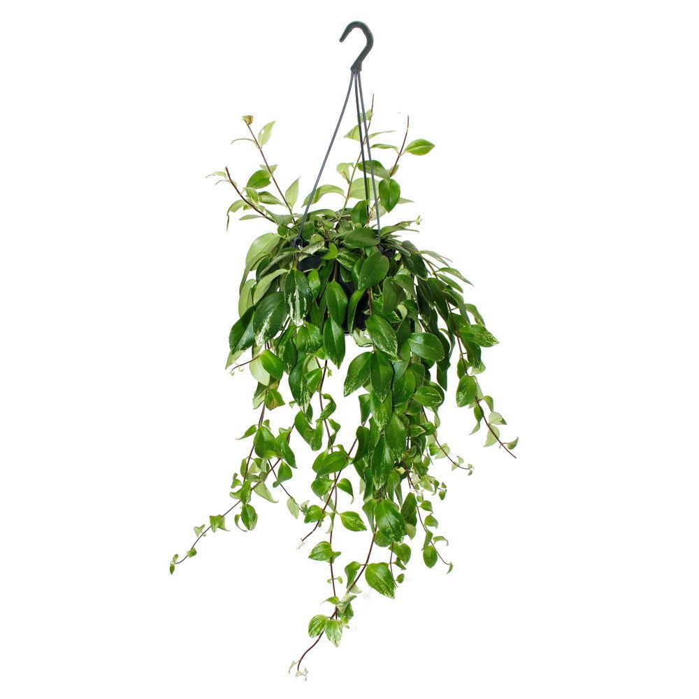 Exotenherz Zimmerpflanze Lippenstiftpflanze Aeschynanthus lobbianus Variega günstig online kaufen