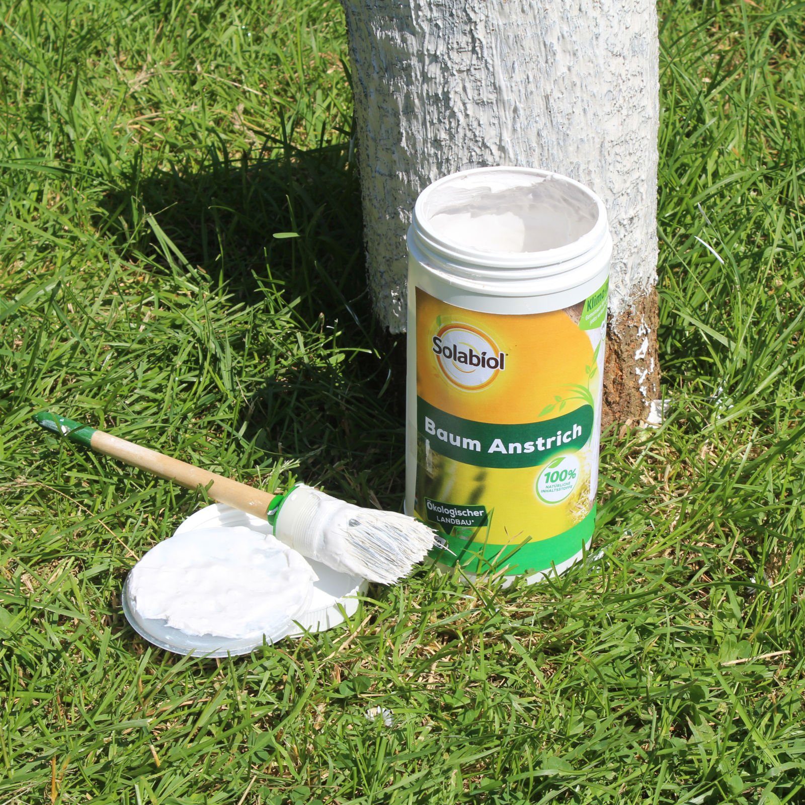 Solabiol Baumanstrich Baum Anstrich 1,5 kg - Baumpflege, verhindert Frostrisse, 1500 g
