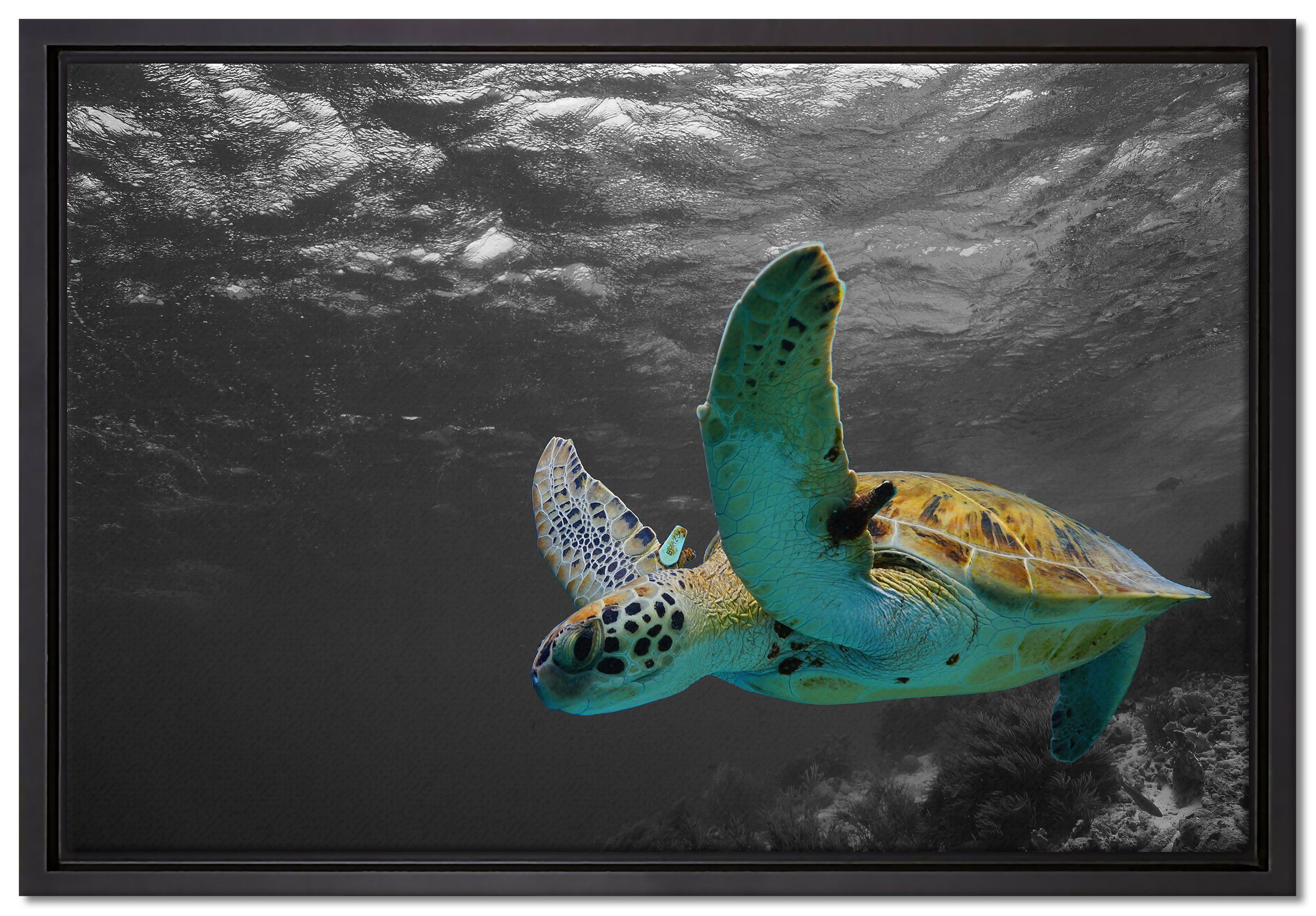 Pixxprint Leinwandbild Schildkröte über dem Riff, Wanddekoration (1 St), Leinwandbild fertig bespannt, in einem Schattenfugen-Bilderrahmen gefasst, inkl. Zackenaufhänger
