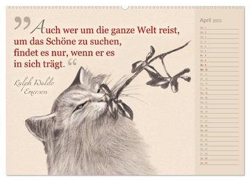 CALVENDO Wandkalender Von Katzen lernen (Premium, hochwertiger DIN A2 Wandkalender 2023, Kunstdruck in Hochglanz)