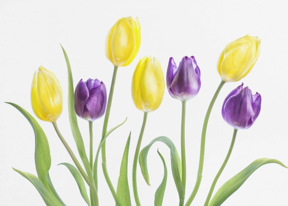 Papermoon Leinwandbild "Tulip" von Mandy Disher, 250 g/m² Galeriedruck, Auf Holzkeilrahmen, brillante UV-beständige Farben, Made in Germany