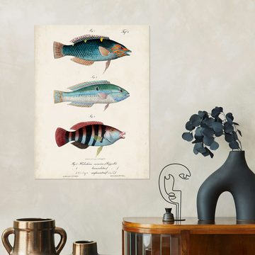 Posterlounge Wandfolie Vision Studio, Antikes Fisch-Trio, Badezimmer Maritim Illustration