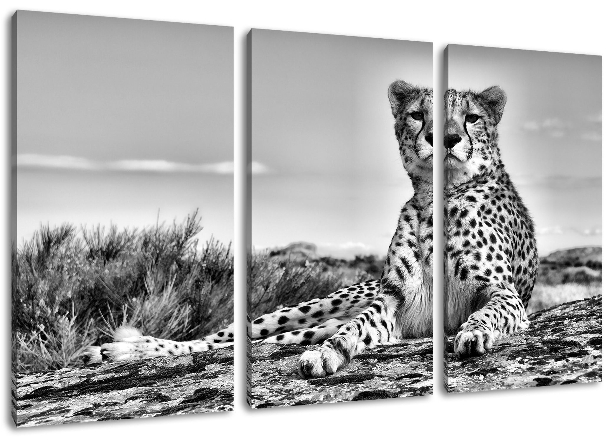 Pixxprint Leinwandbild Gepard in Savanne, Gepard in Savanne 3Teiler (120x80cm) (1 St), Leinwandbild fertig bespannt, inkl. Zackenaufhänger