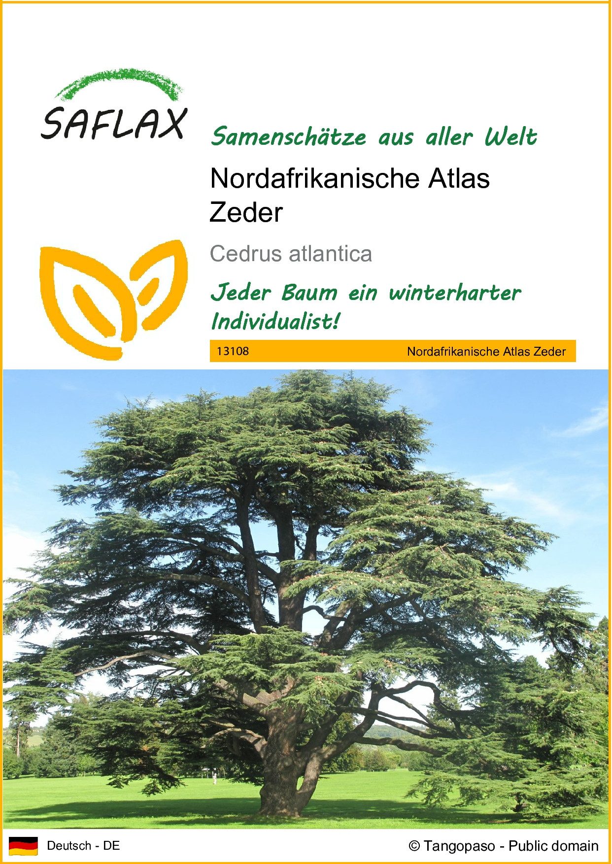 SAFLAX Blumensamen SAFLAX - Samen - Nordafrikanische Atlas Zeder