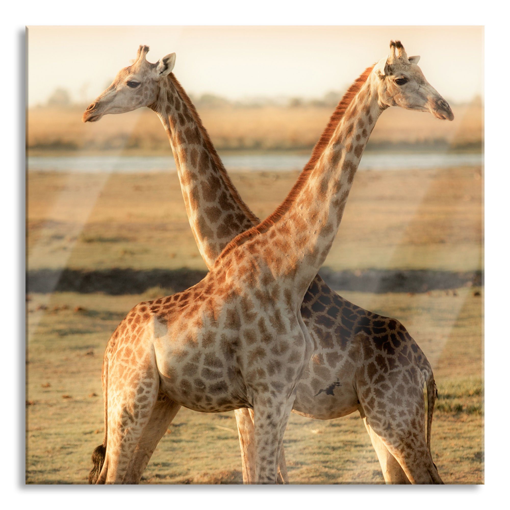 Glasbild Pixxprint aus Abstandshalter Paar, St), Glasbild Paar (1 Giraffen Giraffen und Aufhängungen Echtglas, inkl.