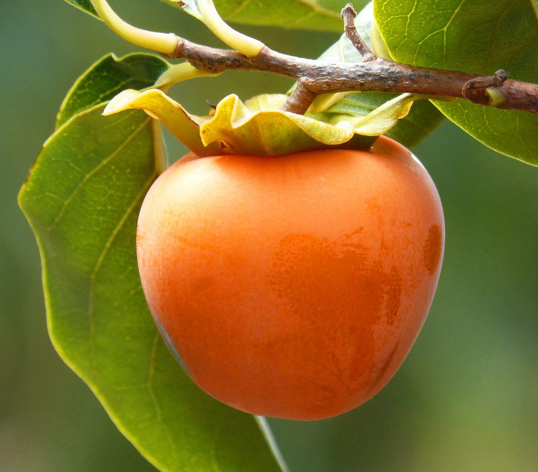 Dehner Obstpflanze Kaki-Pflaume Ragno, Diospyros kaki, ca. 150-200 cm, 9.5 l Topf, selbstbefruchtender Obstbaum mit orange-gelben Früchten