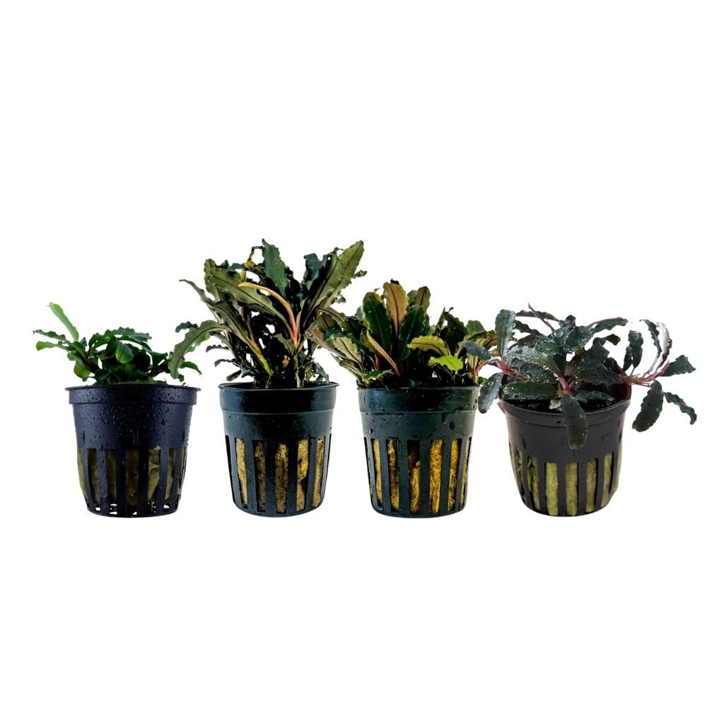 Aquaone Wasserpflanze Pflanzen Set mit 4 Bucephalandra Aquariumpflanzen Set günstig online kaufen