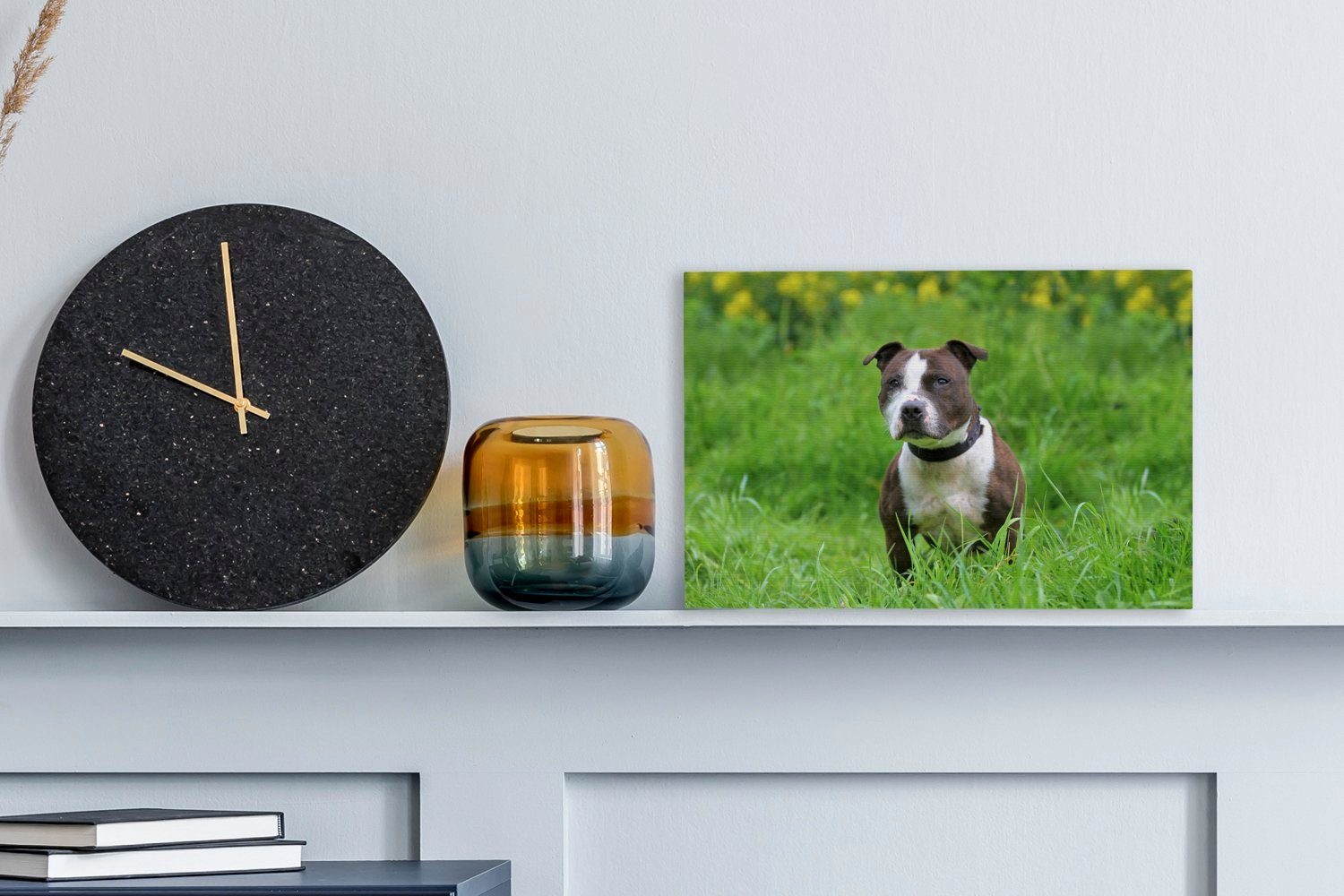 Leinwandbild im Gras, cm Bull Ein Leinwandbilder, (1 30x20 Terrier Aufhängefertig, Staffordshire Wandbild grünen Wanddeko, St), OneMillionCanvasses®