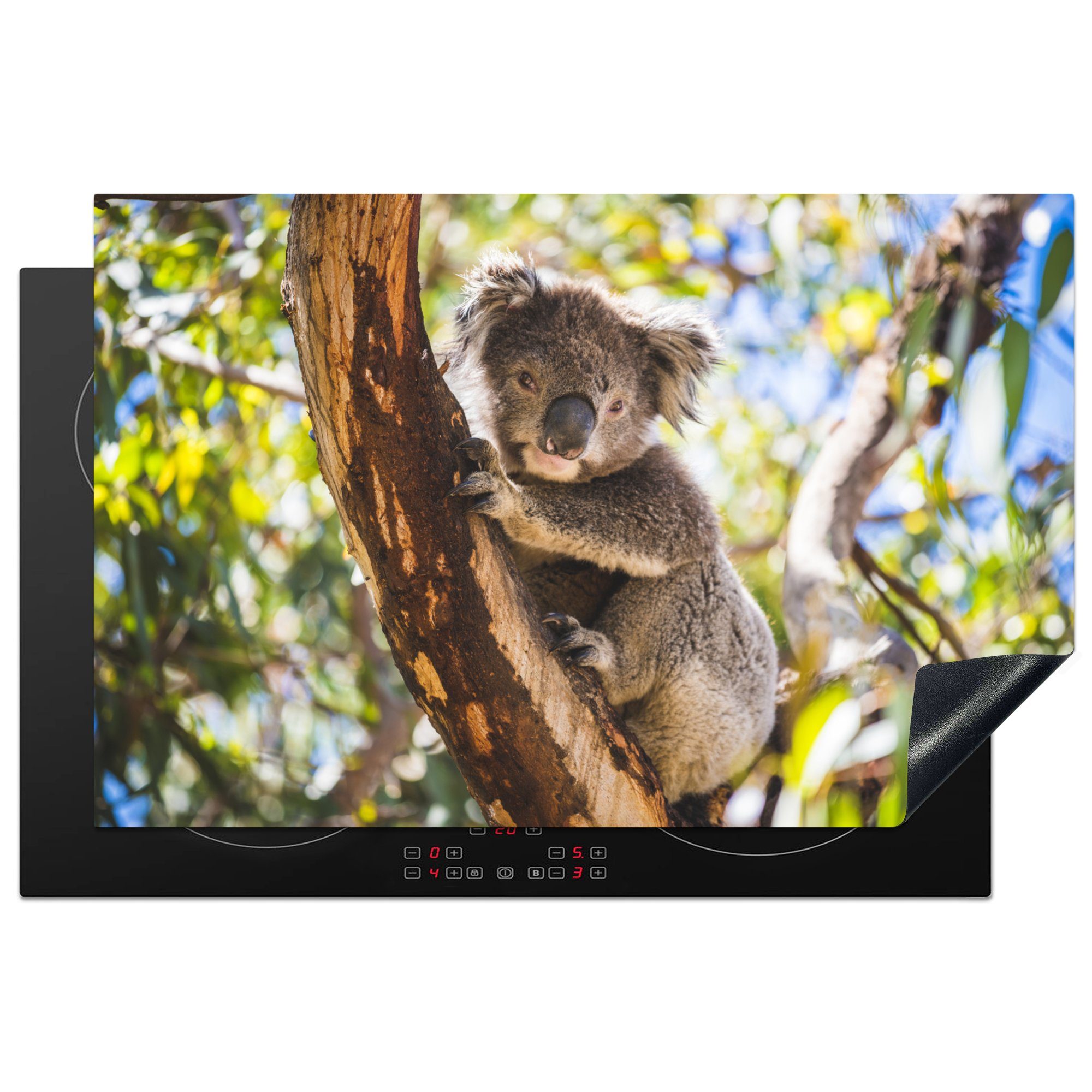 MuchoWow Herdblende-/Abdeckplatte Koala - Eukalyptus - Baum, Vinyl, (1 tlg), 81x52 cm, Induktionskochfeld Schutz für die küche, Ceranfeldabdeckung