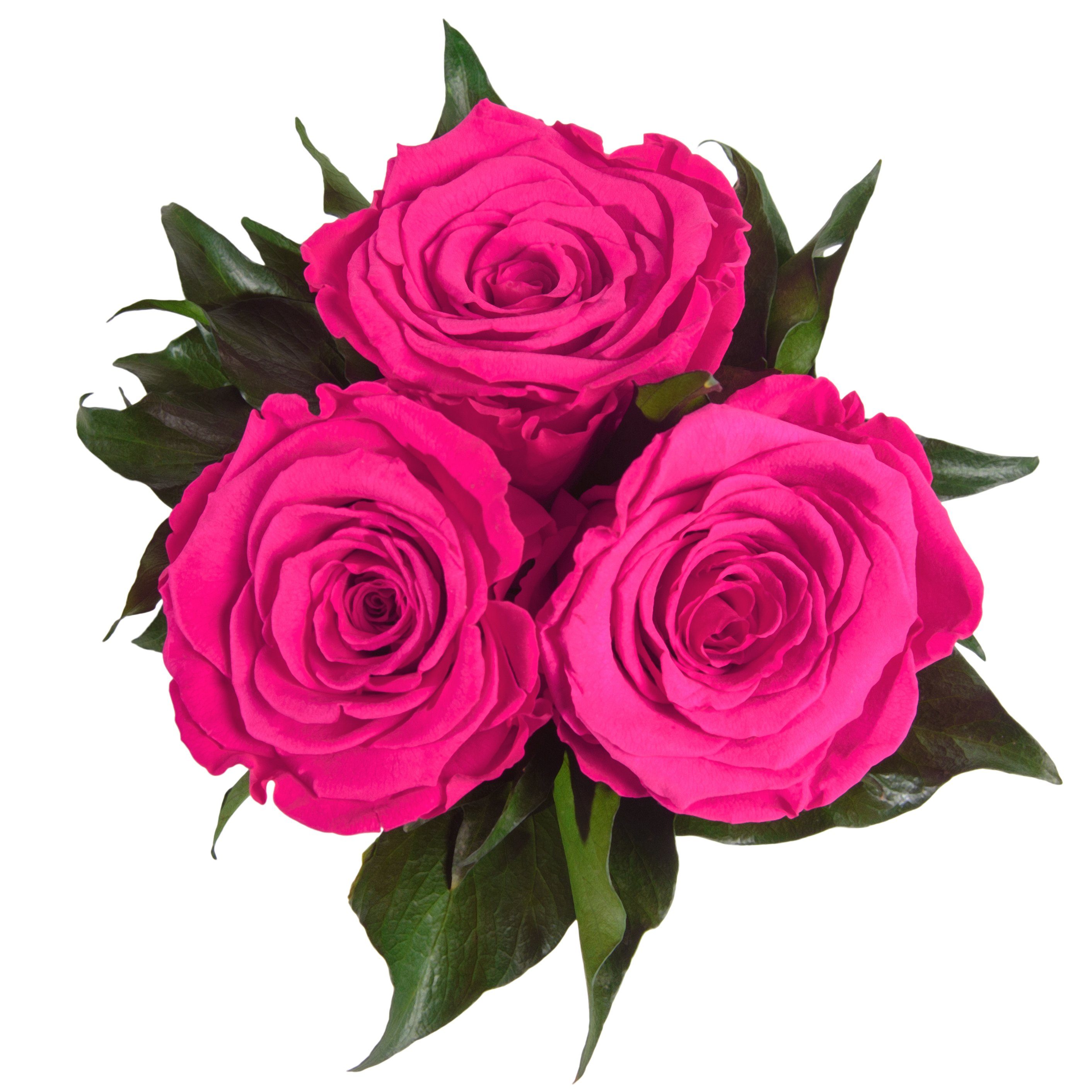 konserviert 10 echte Heidelberg, Pink Rose, Höhe ROSEMARIE 3 Kunstblume Rosen rund weiß Rosen Rosenbox für SCHULZ Infinity cm, Sie Geschenk