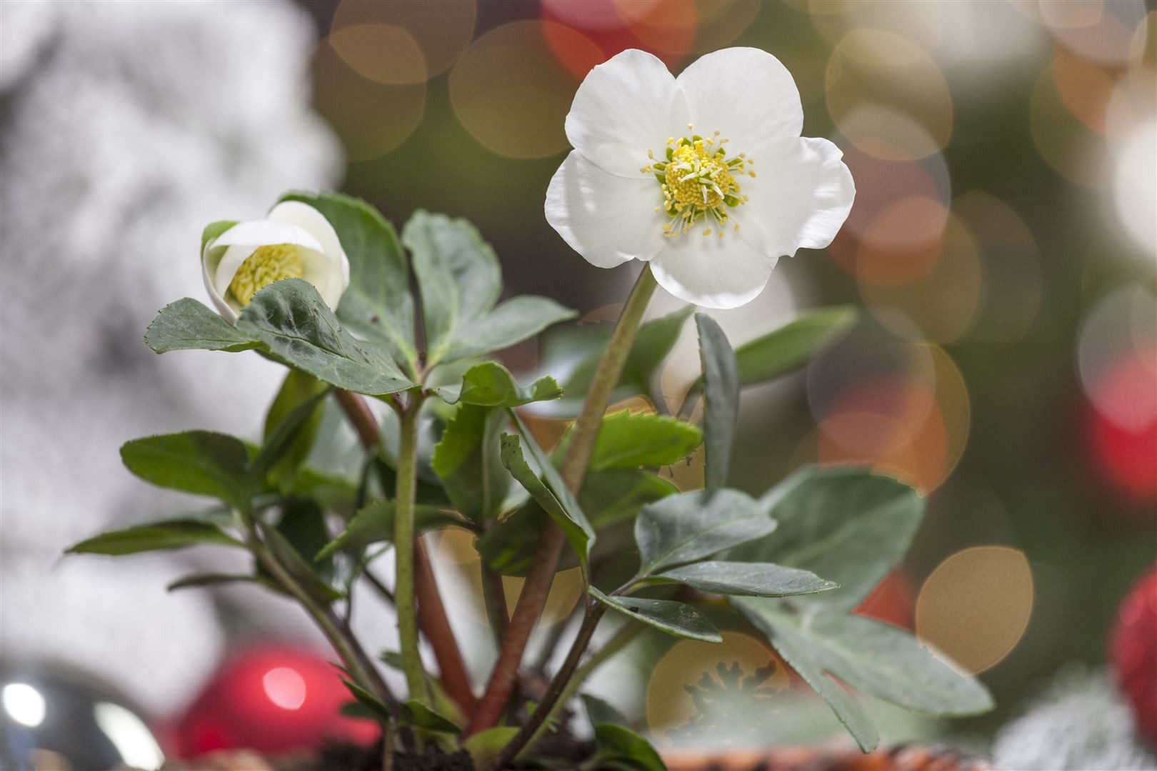 Pflanzen für Dich Staude Helleborus niger, 1 St., Christrose, Schneerose