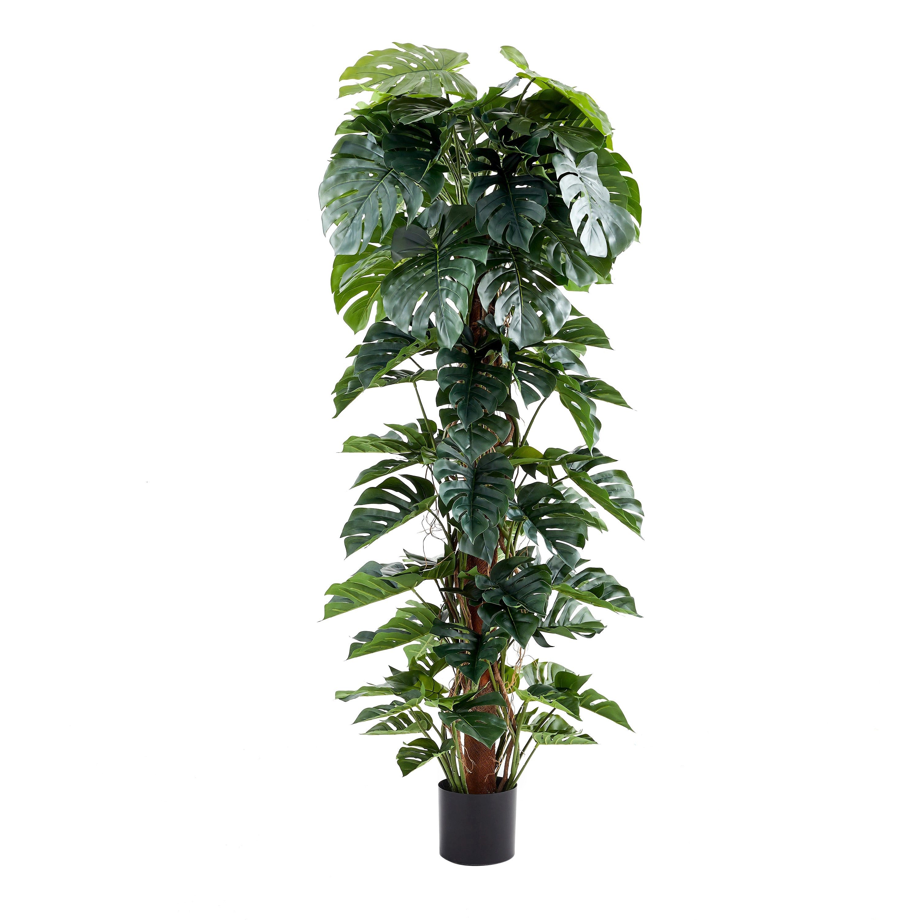 Kunstpflanze Künstlicher Split-Philodendron – Zephira, 210 cm, aplanta