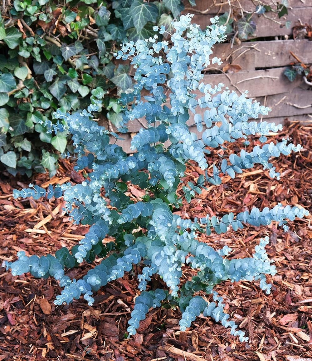 BALDUR Garten Zierstrauch Winterharter Eukalyptus 'Azura®' im XXL-Topf, 1 St., Eucalyptus,duftend,winterhart, mehrjährig, pflegeleicht – Bild 4 von 5
