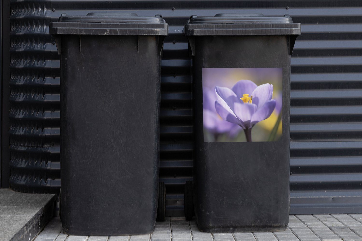 Lila MuchoWow Krokus (1 Frühling St), Abfalbehälter - Container, Wandsticker Sticker, - Mülleimer-aufkleber, Mülltonne,