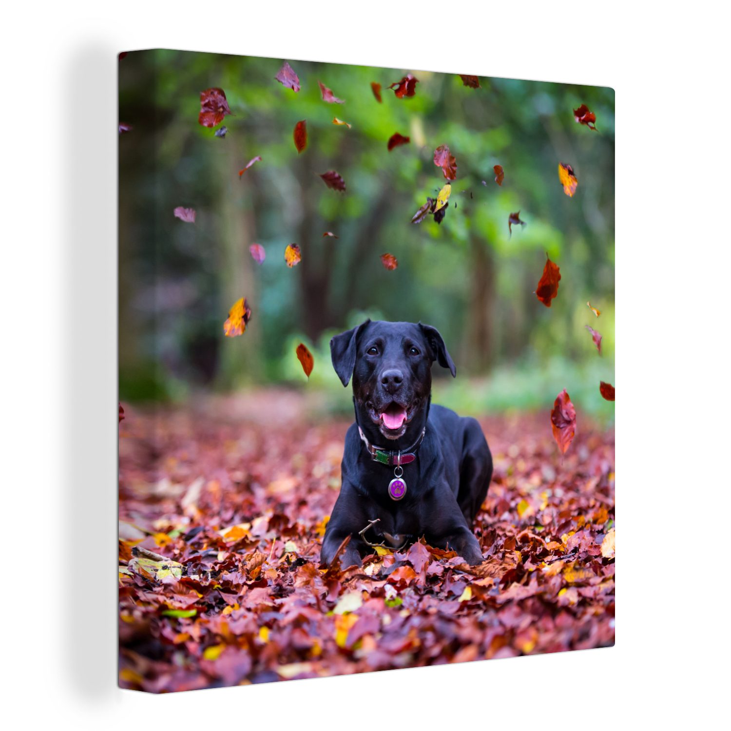 OneMillionCanvasses® Leinwandbild Schwarzer Labrador Retriever inmitten schöner Herbstblätter liegend, (1 St), Leinwand Bilder für Wohnzimmer Schlafzimmer