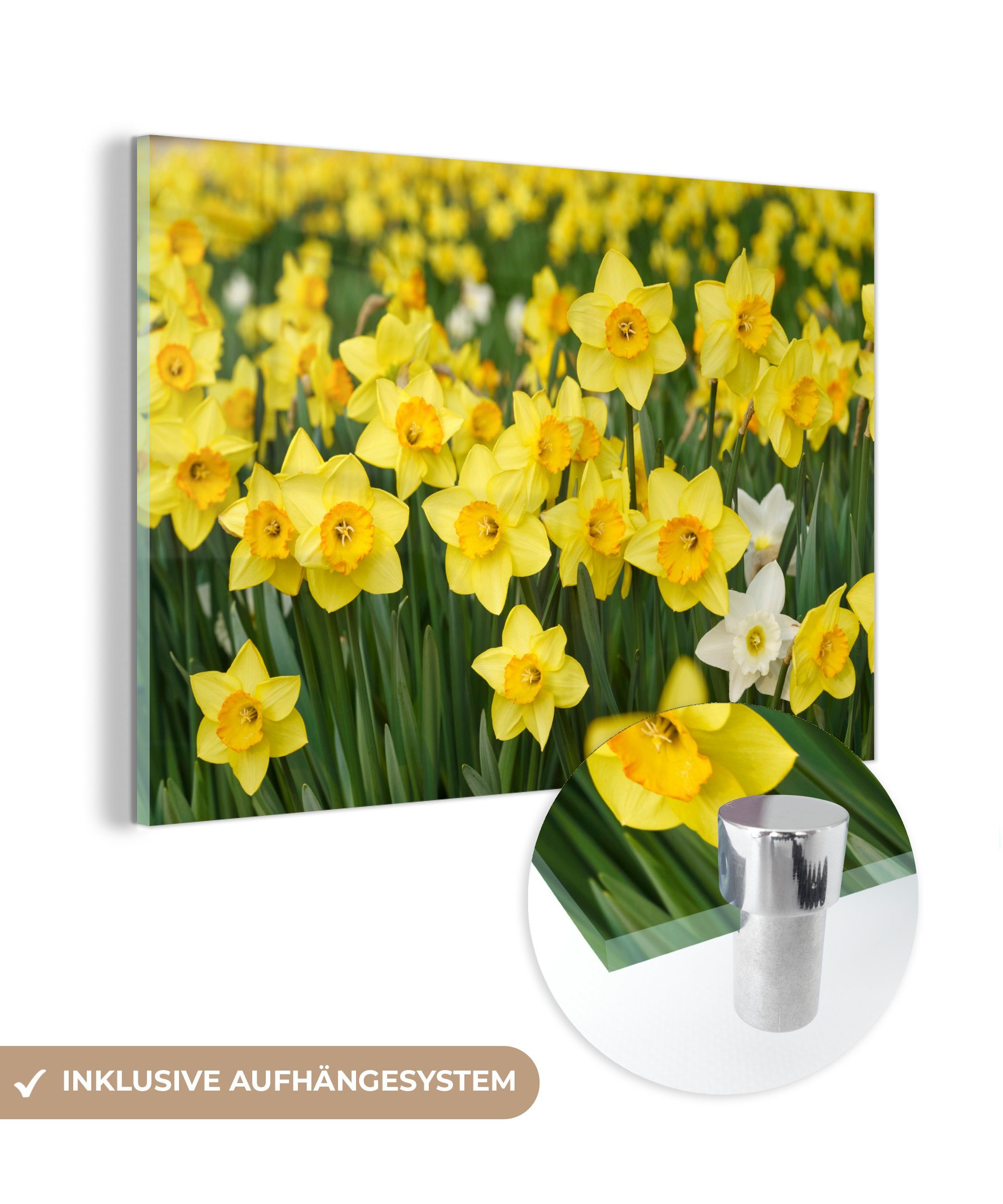 MuchoWow Acrylglasbild Blumen - Gelb - Narzissen, (1 St), Acrylglasbilder Wohnzimmer & Schlafzimmer