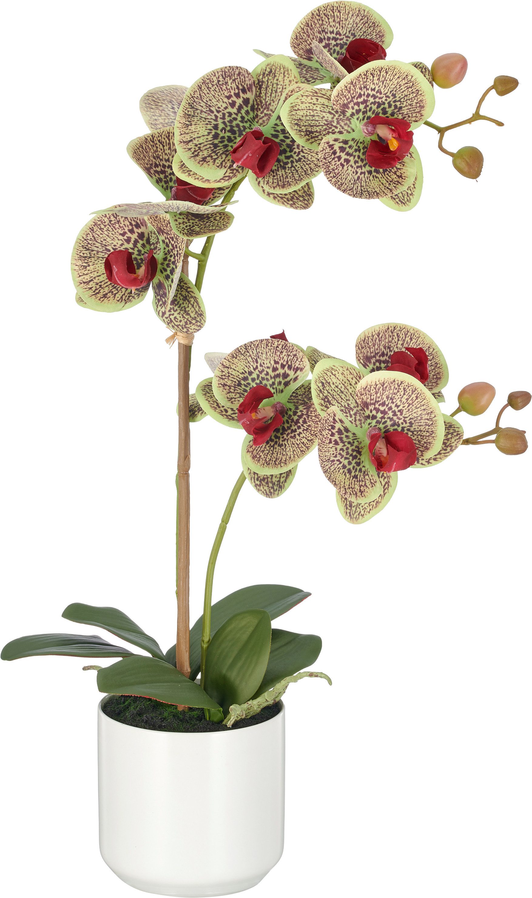Kunstorchidee Phalaenopsis, Creativ green, Höhe 58 cm, mit Real-Touch-Blüten