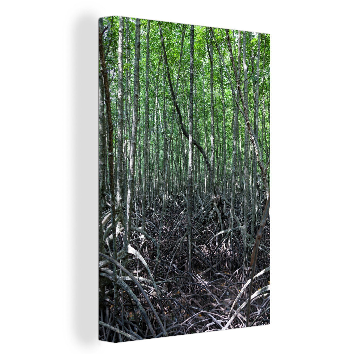 OneMillionCanvasses® Leinwandbild Dünne Baumstämme in den Feuchtgebieten des Mangroven-Nationalparks, (1 St), Leinwandbild fertig bespannt inkl. Zackenaufhänger, Gemälde, 20x30 cm