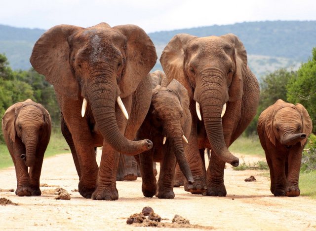 Papermoon Fototapete »African Elephant Herd«, glatt-Otto