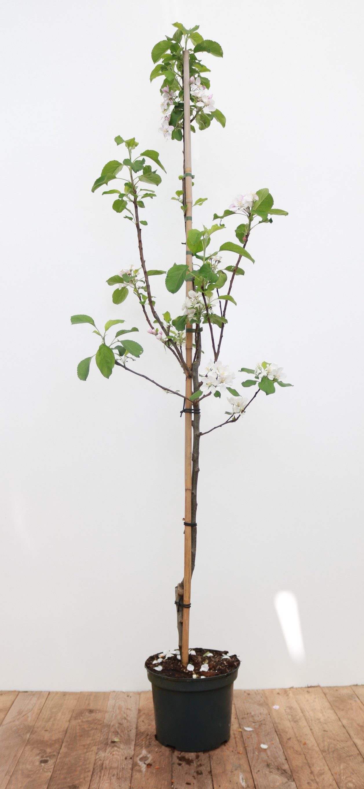 Pflanzen für Dich Obstpflanze Malus 'Elstar', 1 St., Elstar-Apfel, Apfelbaum, süßsäuerlich, ertragreich