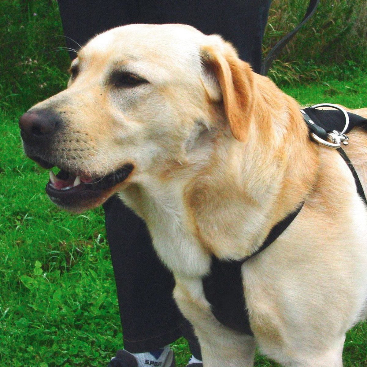 Beeztees Autohundegeschirr Autosicherheitsgeschirr