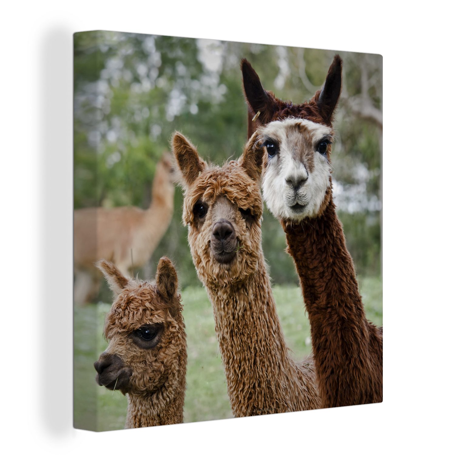 OneMillionCanvasses® Leinwandbild Alpaka - Tier - Braun, (1 St), Leinwand Bilder für Wohnzimmer Schlafzimmer