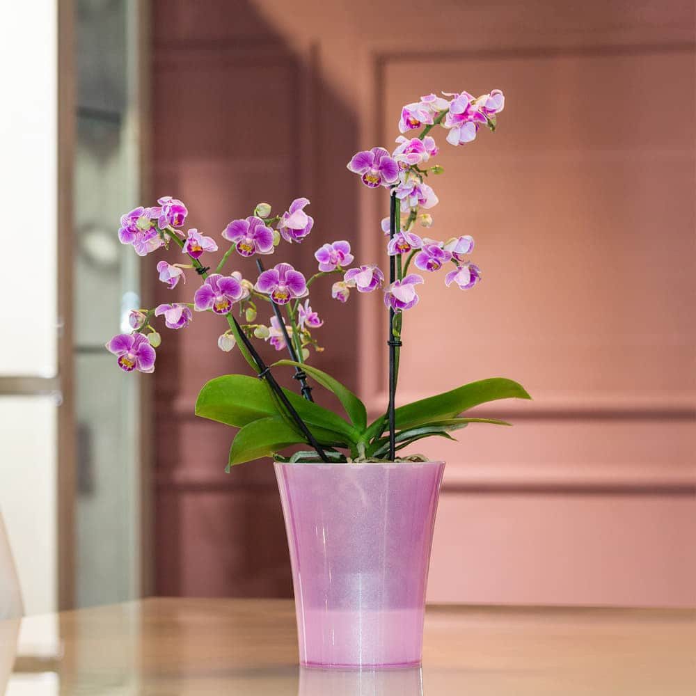Happy plants Blumentopf Arte-Dea Selbstbewässerungstöpfe - günstig online kaufen