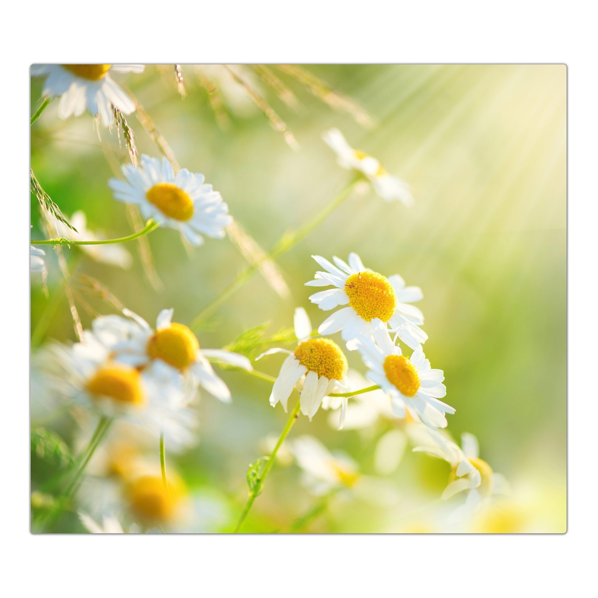 (1 aus tlg) im Sonnenschein, Glas Herd-Abdeckplatte Spritzschutz Herdabdeckplatte Blüten Primedeco Glas,