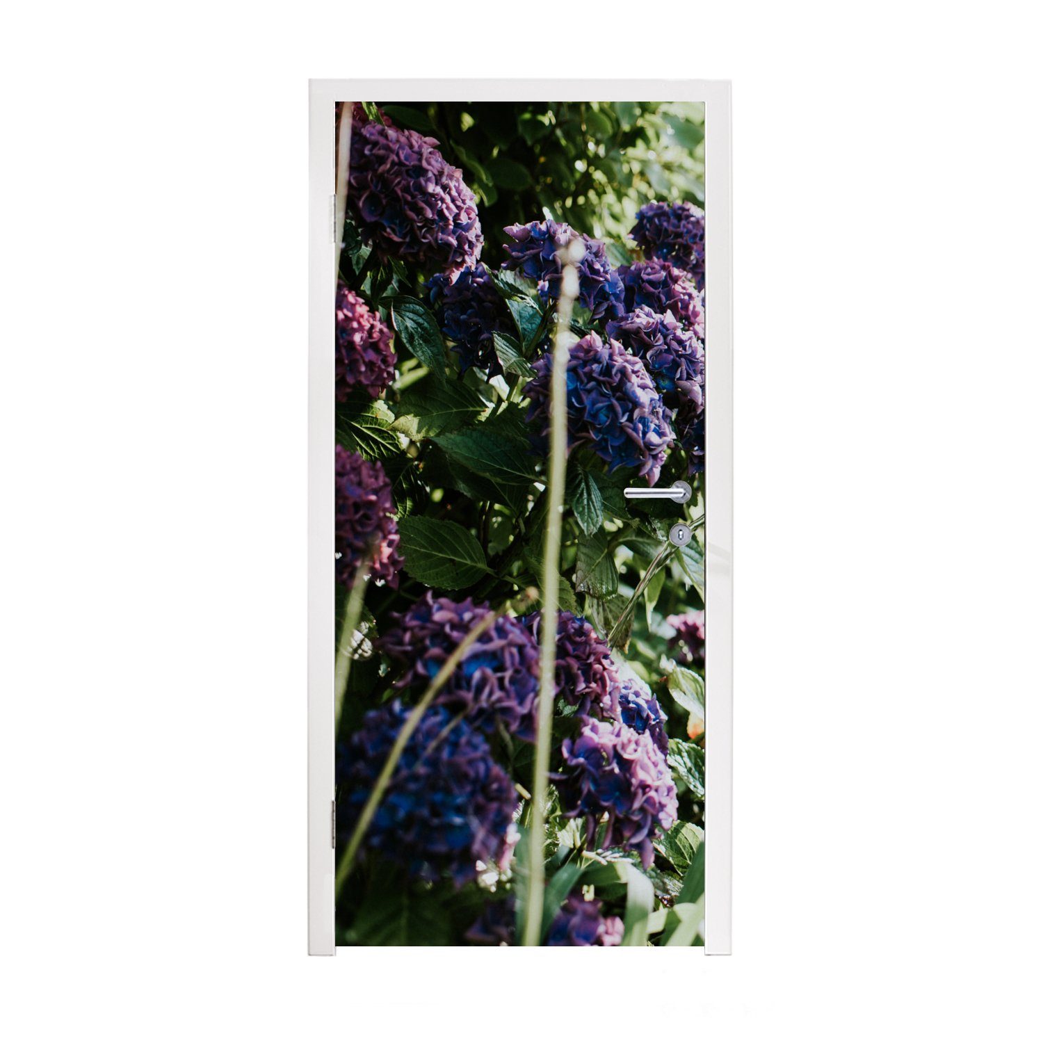 MuchoWow Türtapete Gießen der lila-blauen Hortensien, Matt, bedruckt, (1 St), Fototapete für Tür, Türaufkleber, 75x205 cm