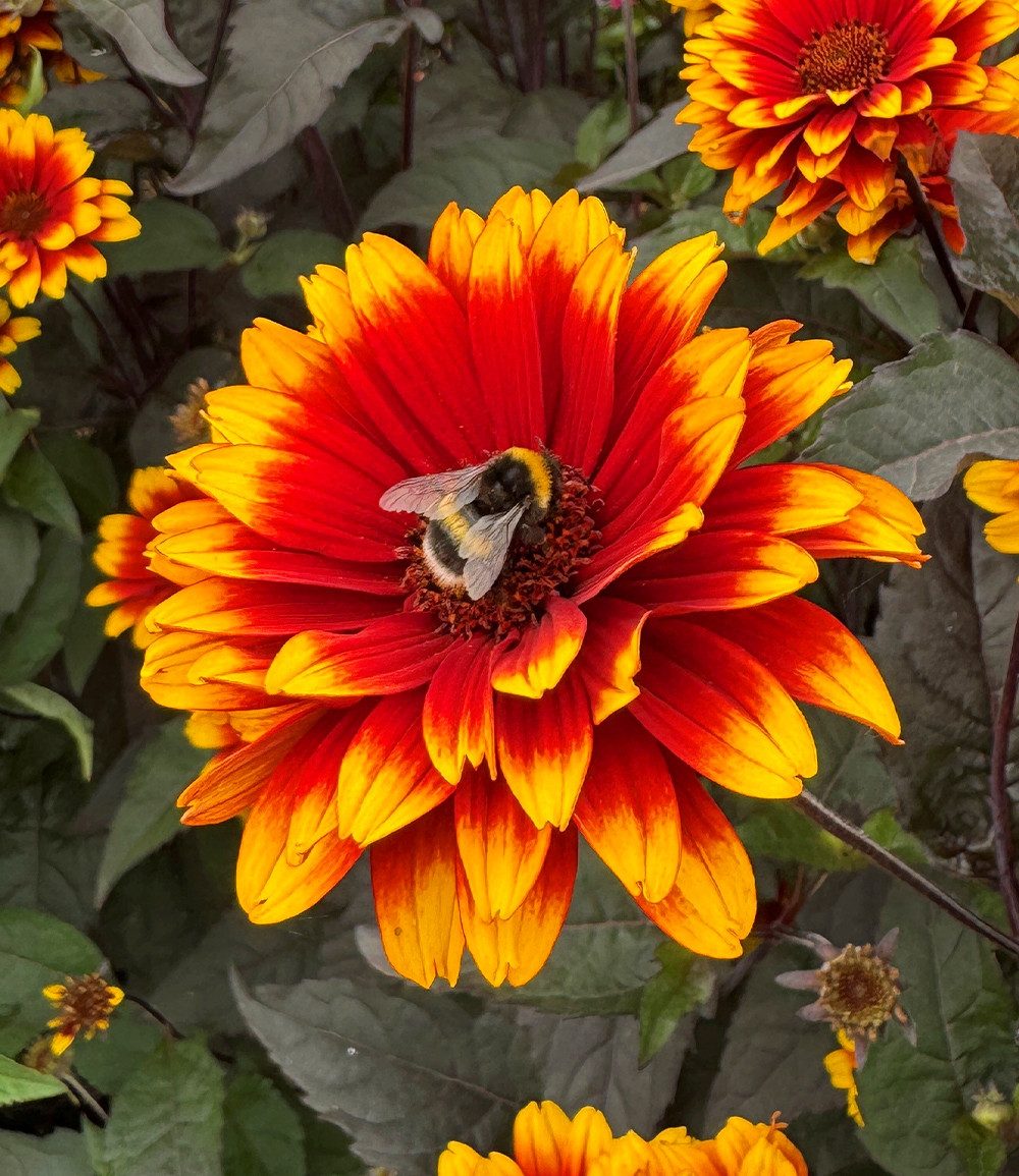BALDUR Garten Staude Heliopsis 'Bonfire Sunset®', 1 St., Sonnenauge,winterhart, schwarzes Laub, gefüllte Blüten, Dauerblüher – Bild 2 von 2