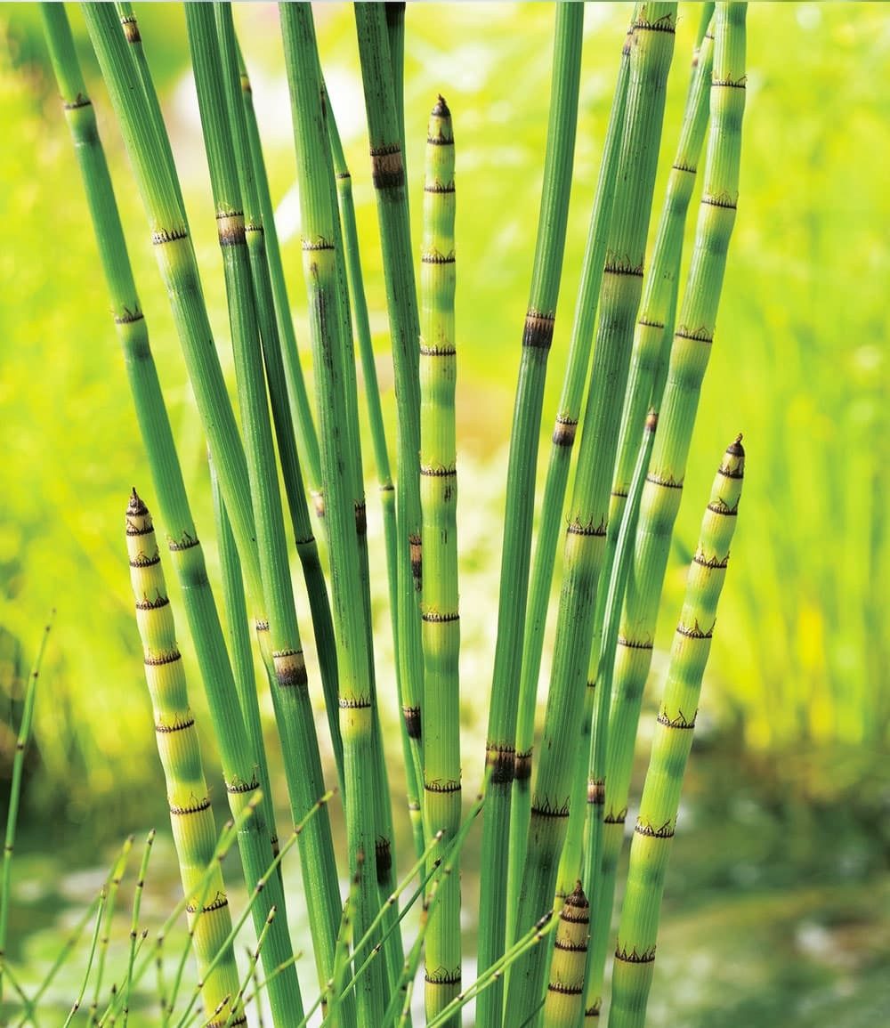 BALDUR Garten Wasserpflanze Japanischer Schachtelhalm, 3 St., Winterschachtelhalm, winterhart, mehrjährig, pflegeleicht