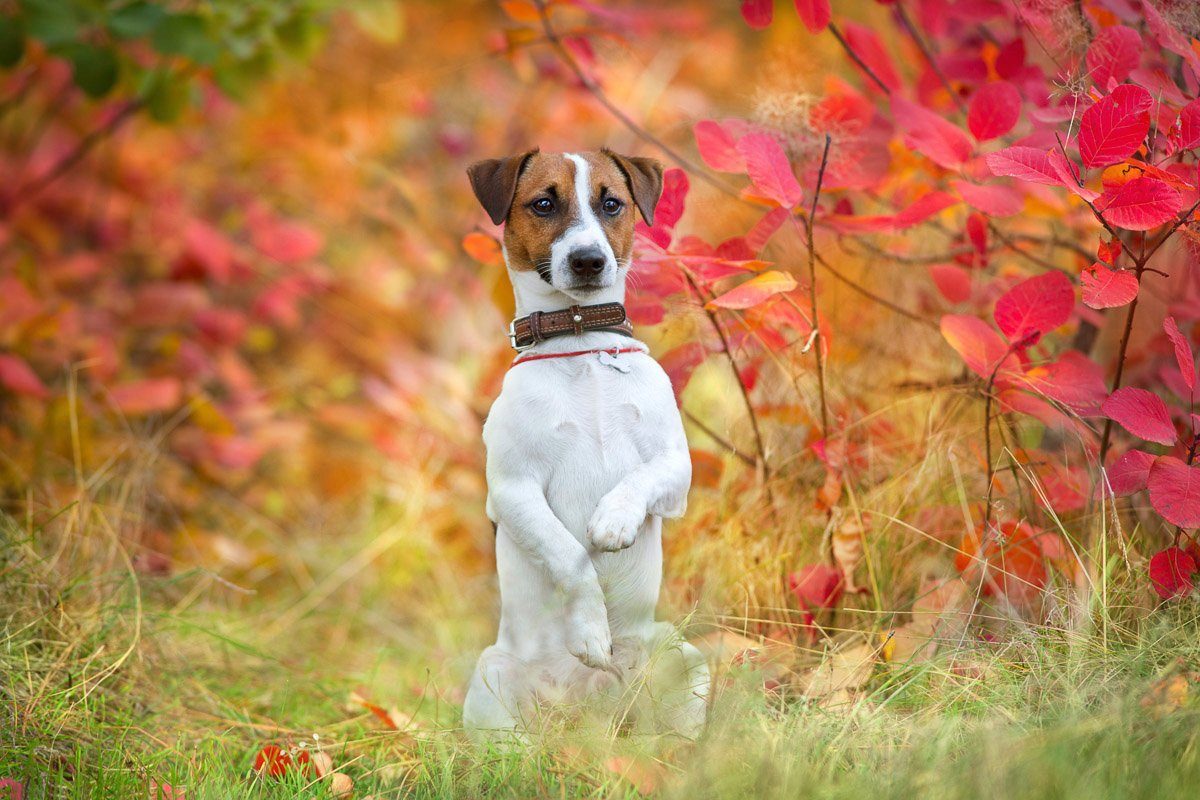 Papermoon Fototapete Hund in Natur