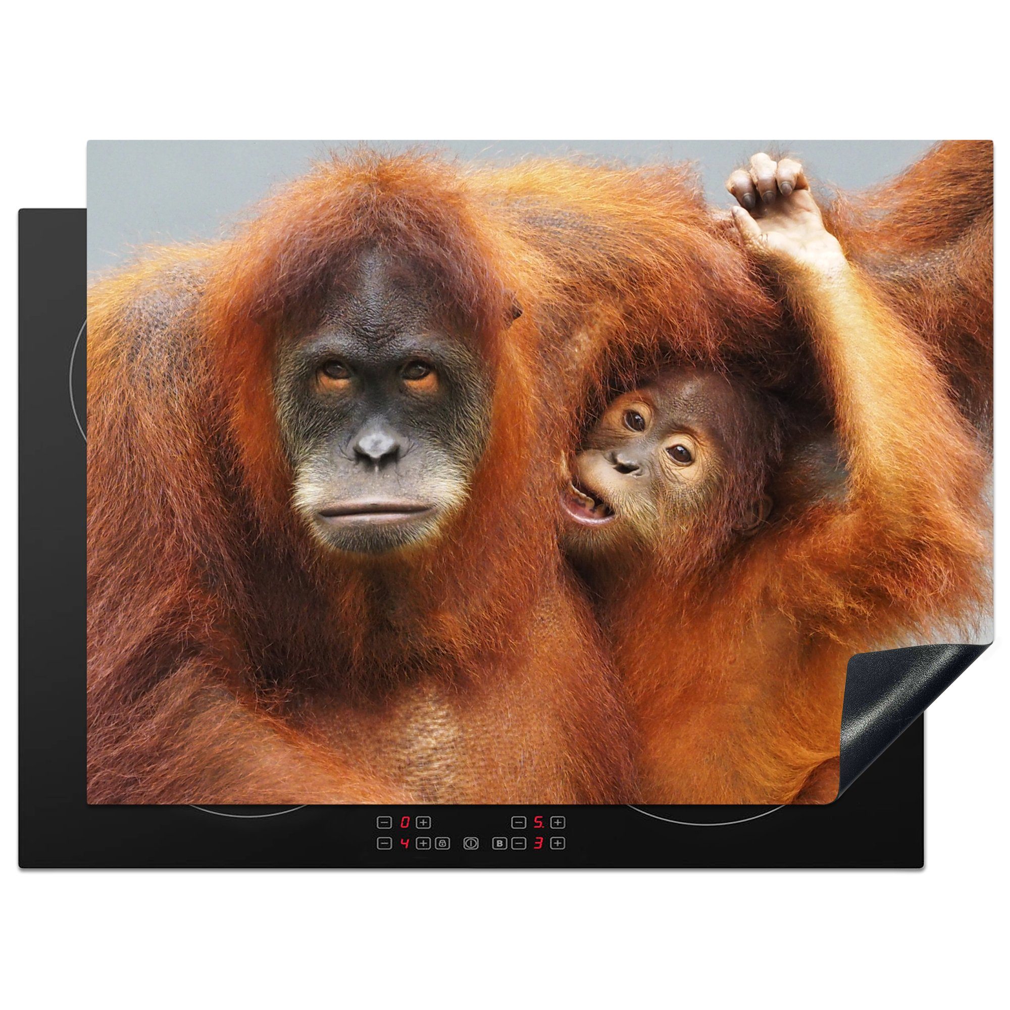 MuchoWow Herdblende-/Abdeckplatte Zwei Orang-Utans vor einem grauen Hintergrund, Vinyl, (1 tlg), 71x52 cm, Induktionskochfeld Schutz für die küche, Ceranfeldabdeckung