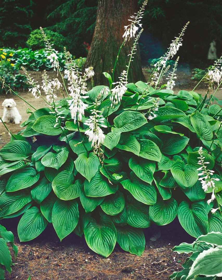 Pflanzen für Dich Staude Hosta plantaginea Honeybells, 1 St., Duftende Funkie, Duft-Funkie