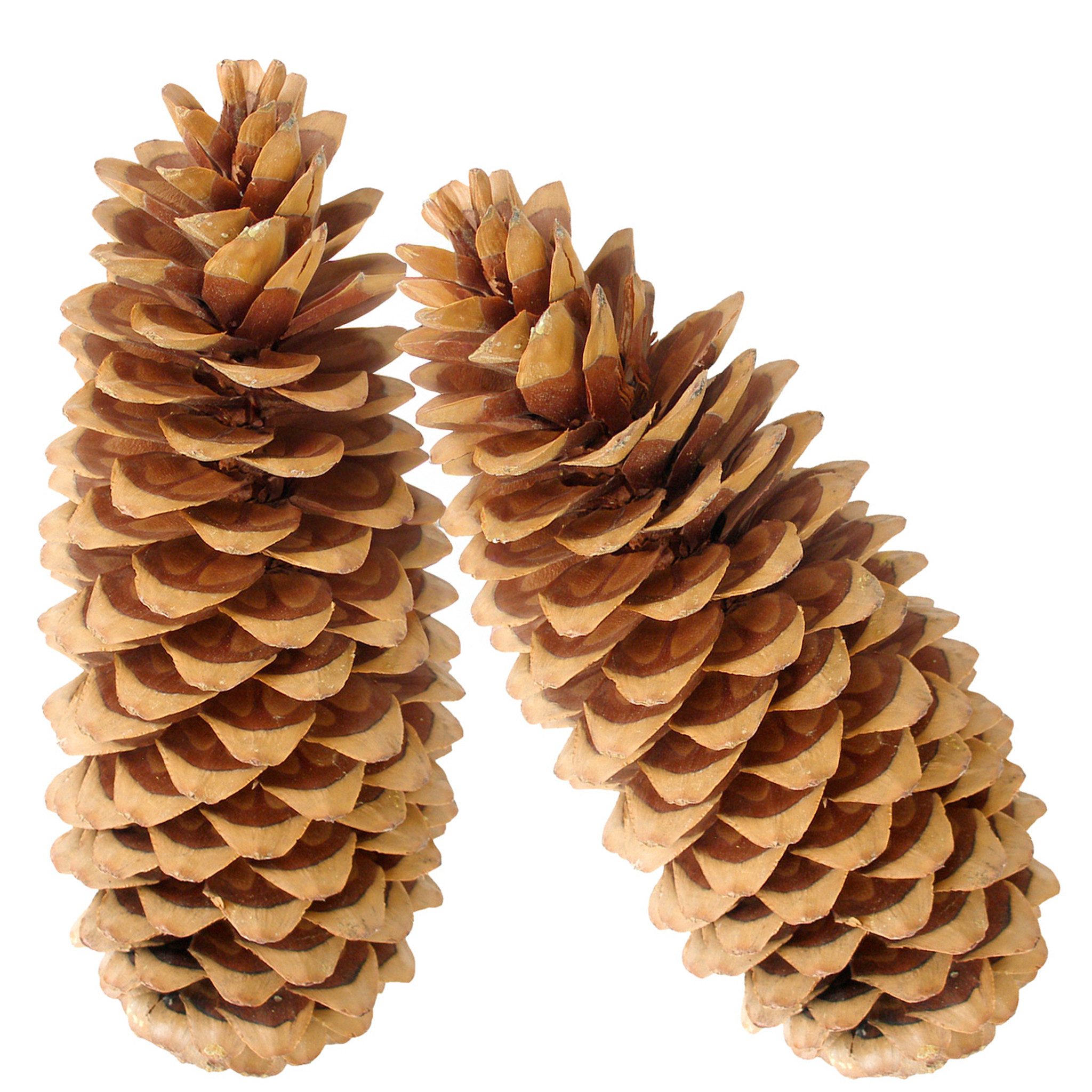 matches21 HOME & HOBBY Bastelnaturmaterial XXL Deko-Zapfen 20–38 cm großer Natur-Kiefernzapfen als Bastelbedarf, (2-tlg), Natur Tannenzapfen 2er Set zum Basteln