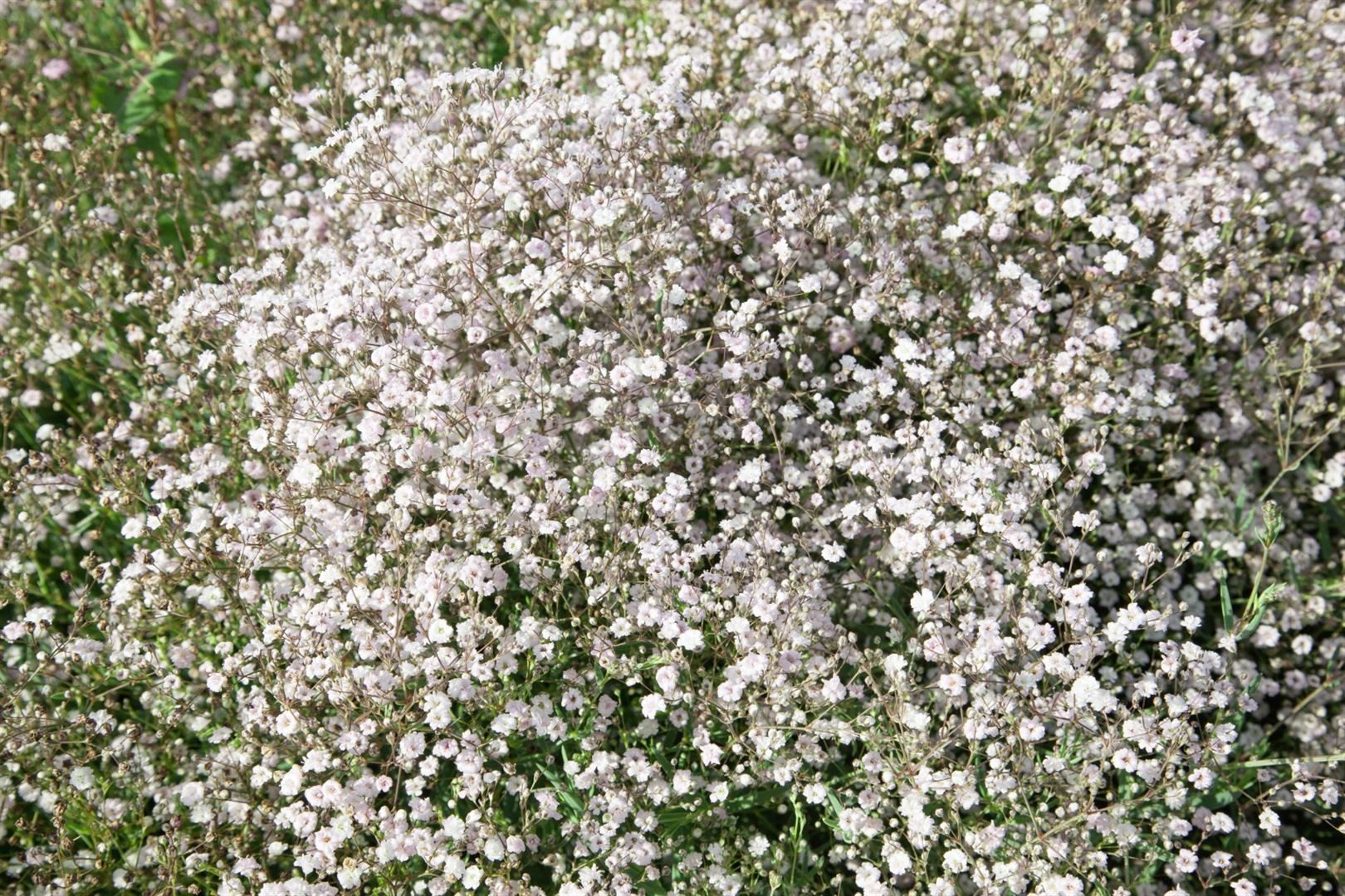 Pflanzen für Dich Staude Gypsophila pan. Schneeflocke, 1 St., Schleierkraut, Rispenschleierkraut