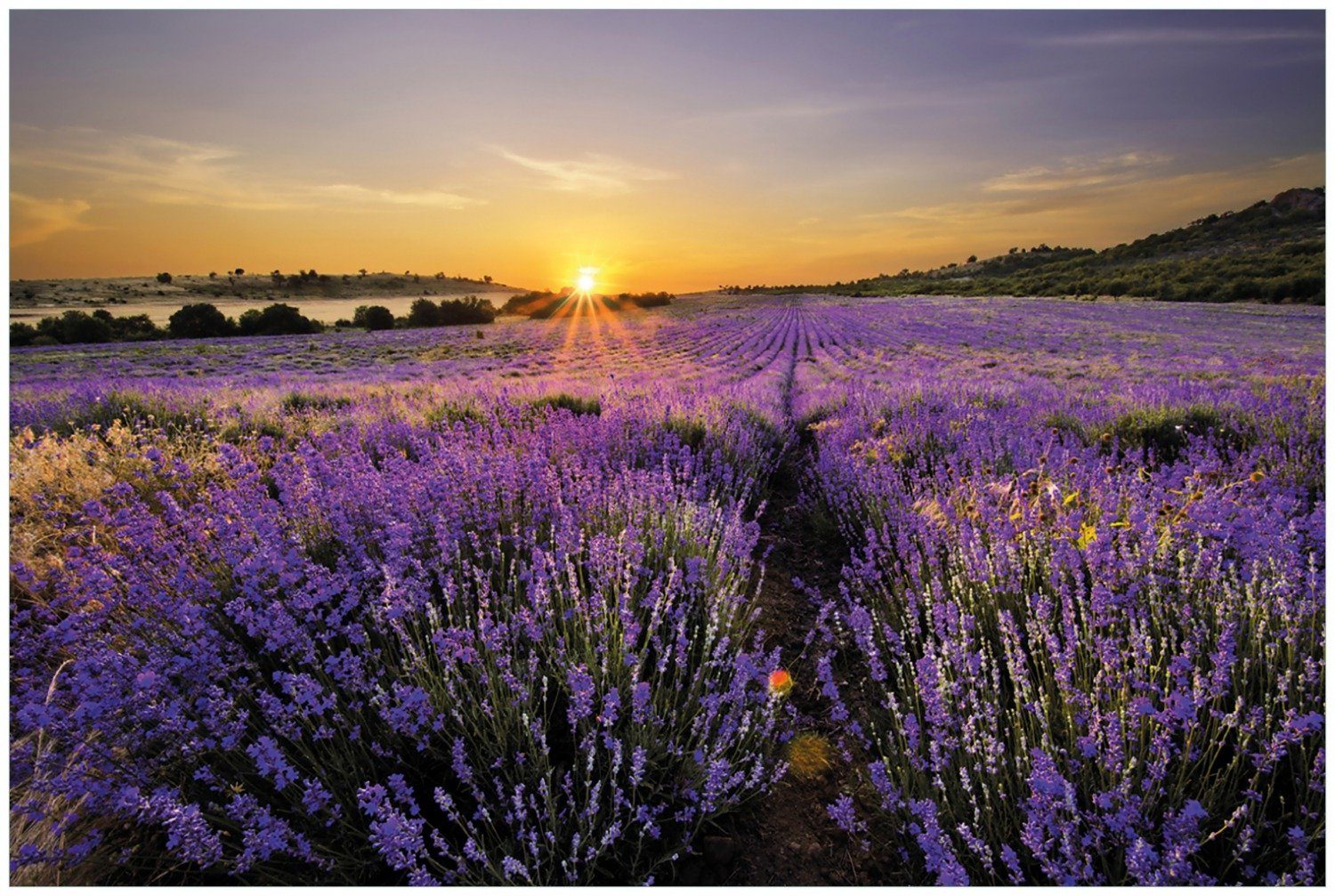 Wallario Glasbild, Sonnenuntergang über dem Lavendel, günstig online kaufen