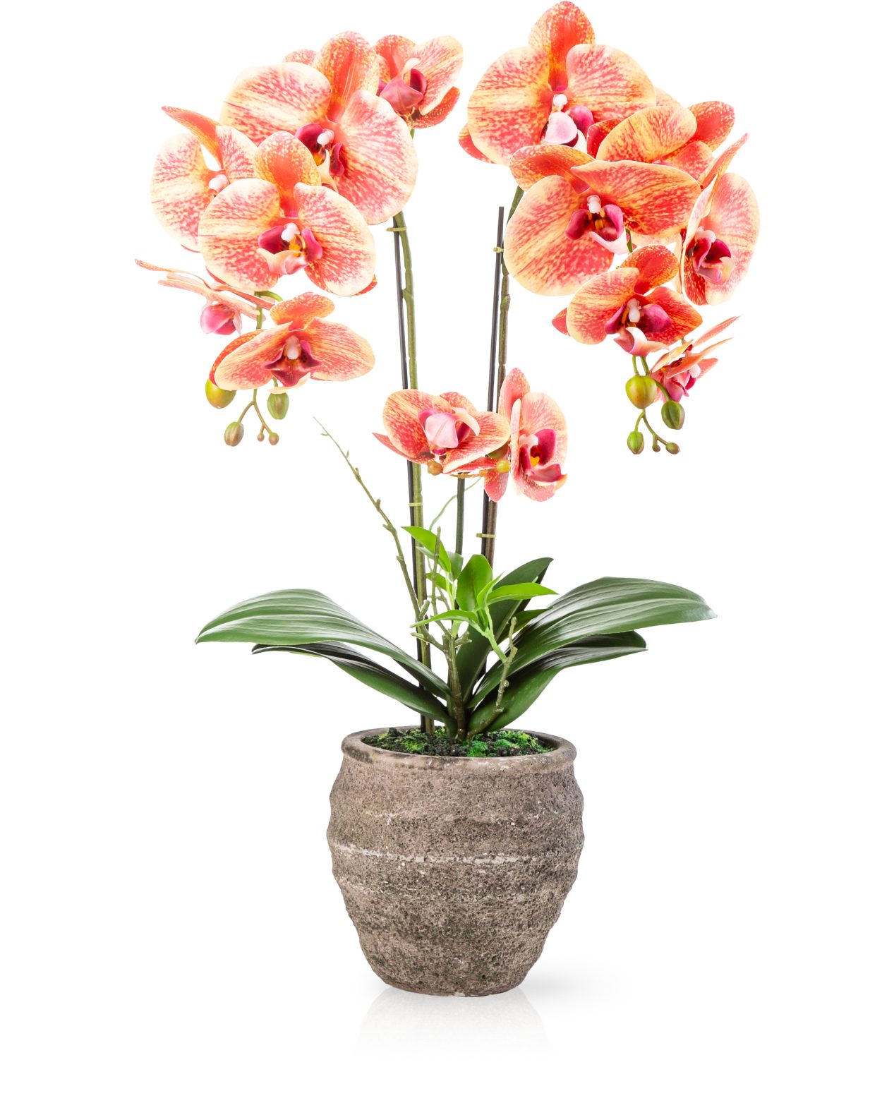 Kunstorchidee PASCH® Orchidee künstlich wie echt (60cm) in Urban Stone Töpfen Orchidee, PASCH, Real Touch Blüten, Handgefertigter Stone Cube