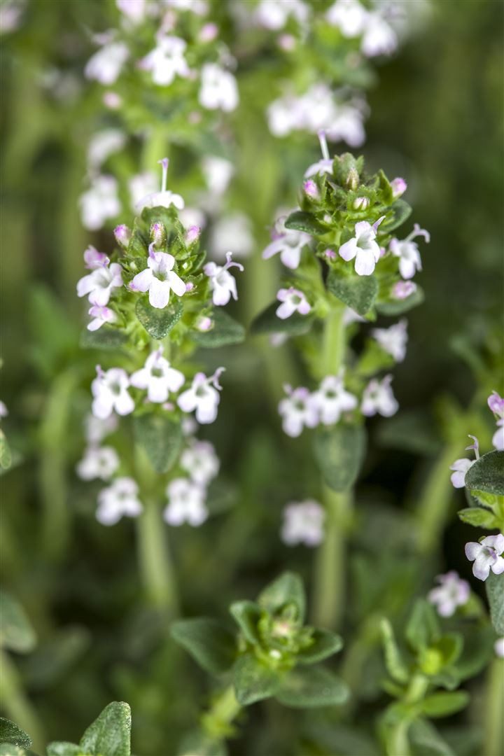 Pflanzen für Dich Почвопокровные растения Thymus serpyllum var.albus, 1 St., Weißer Sand-Thymian, Weißer Feldthymian, Weißer Quendel, weiße Blüten, bodendecker