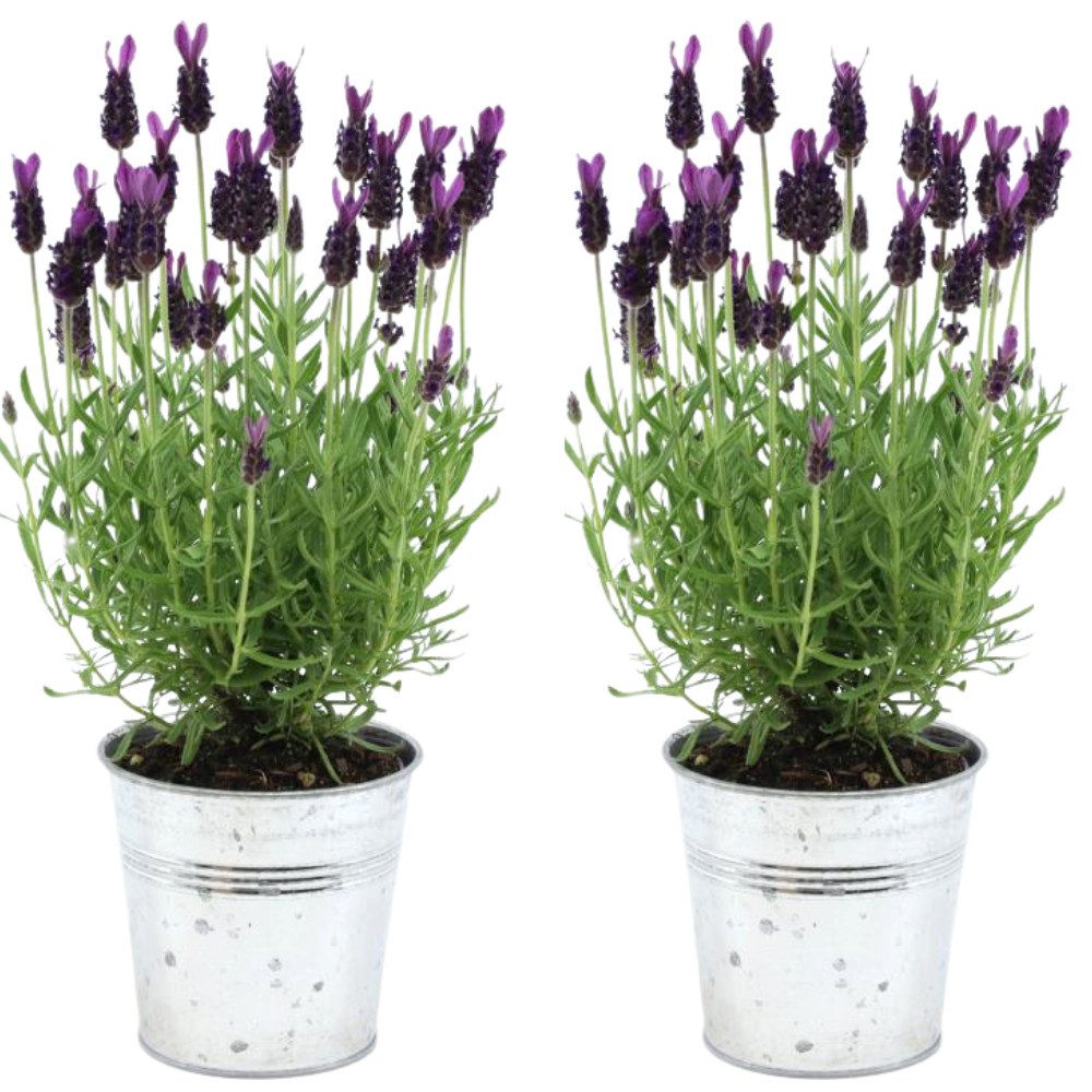 NatureNest Kübelpflanzen Französischer Lavendel violett im Ziertopf Old Look Set 2 Pflanzen