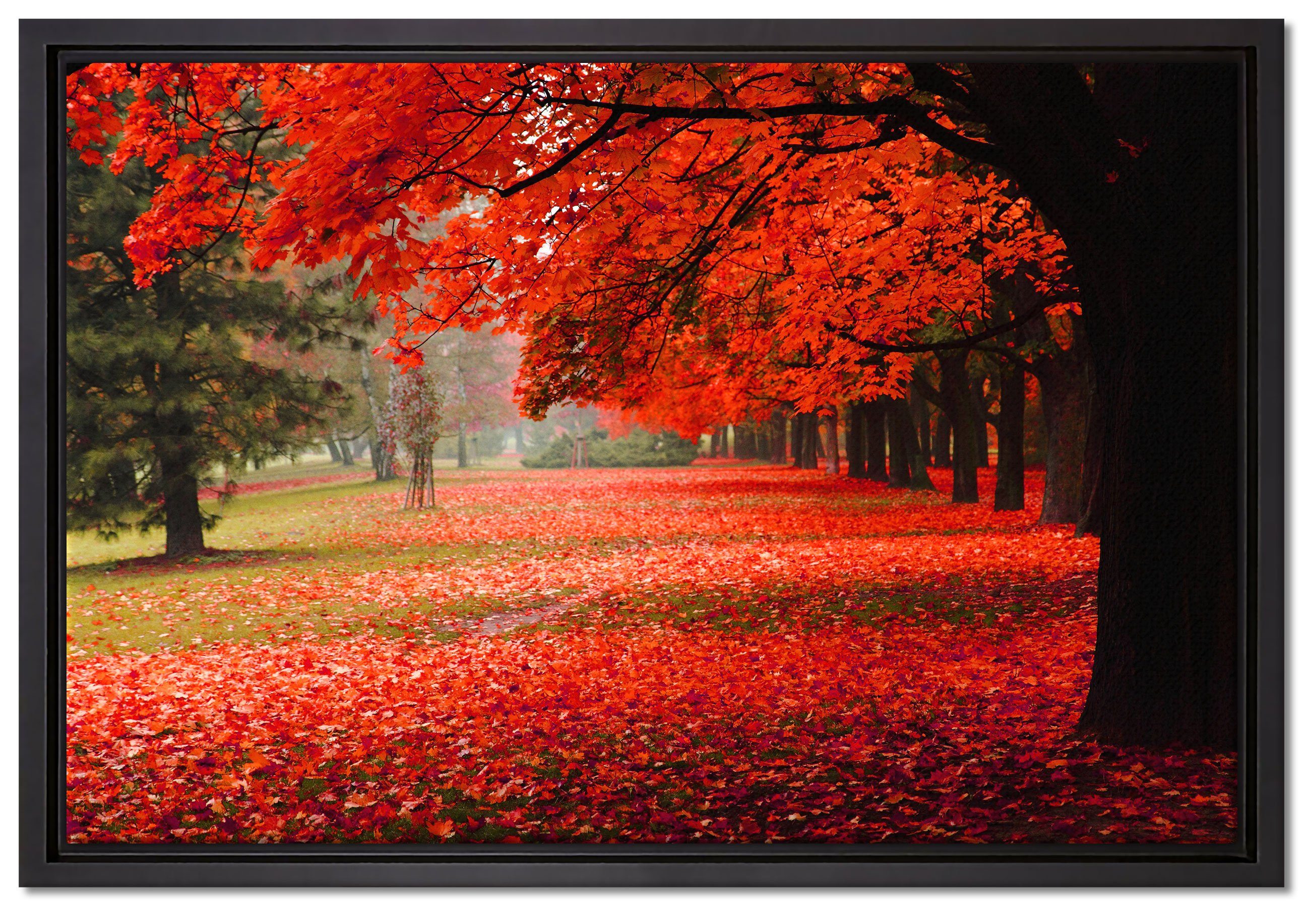 Pixxprint Leinwandbild Rot gefärbter Park im Herbst, Wanddekoration (1 St), Leinwandbild fertig bespannt, in einem Schattenfugen-Bilderrahmen gefasst, inkl. Zackenaufhänger