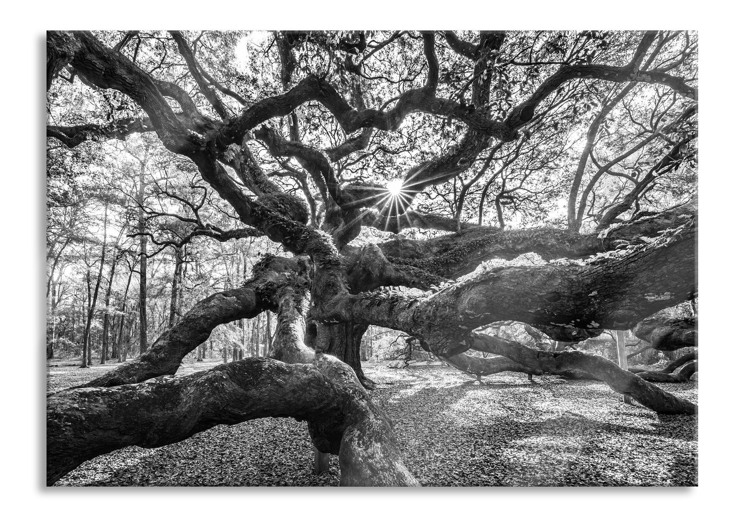 Glasbild Baum