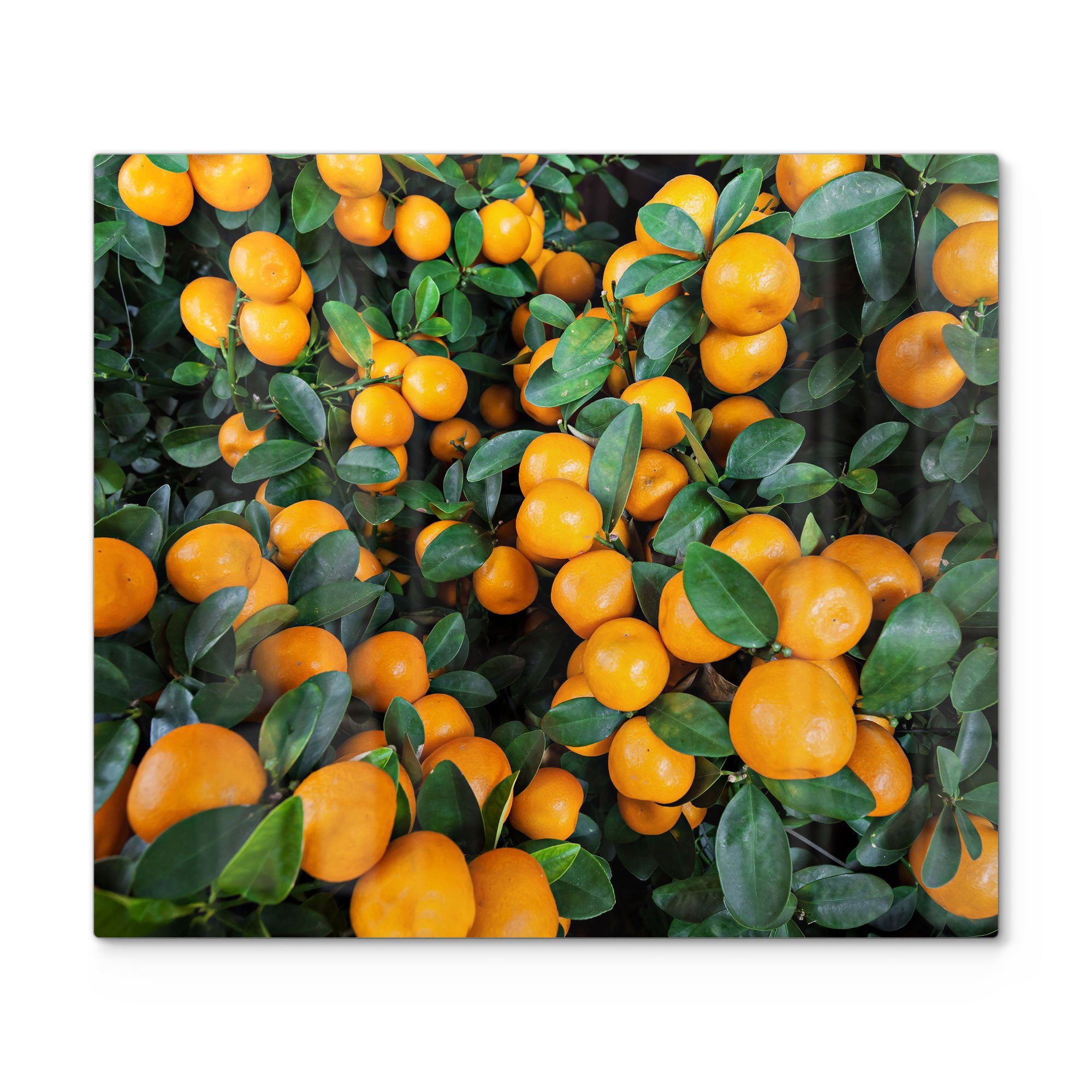 DEQORI Herdblende-/Abdeckplatte 'Mandarinenbaum nah', Glas, Herd Glas Ceranfeld (1 Herdabdeckplatte tlg)
