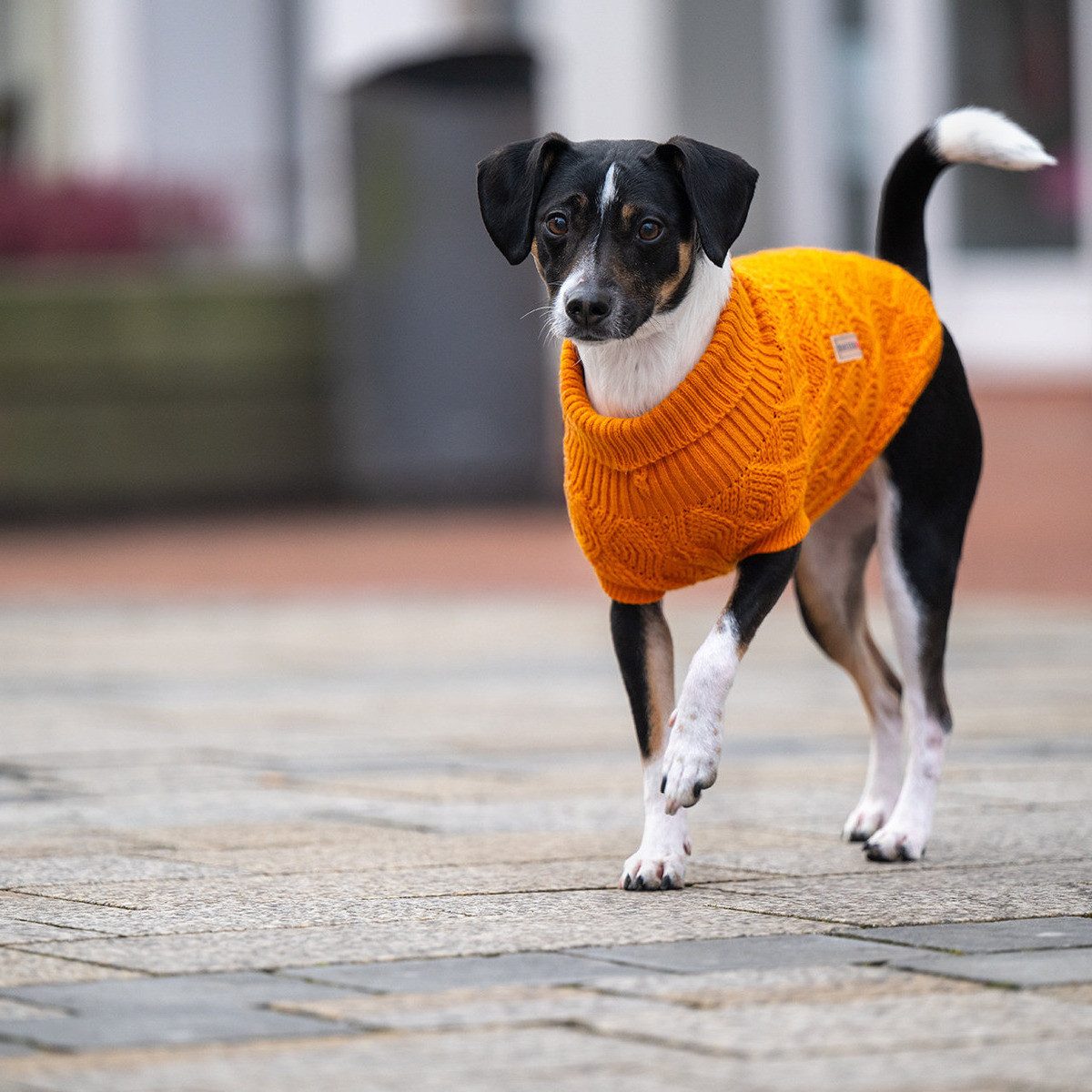 Wolters Hundepullover Strickpullover Diamond fancy orange