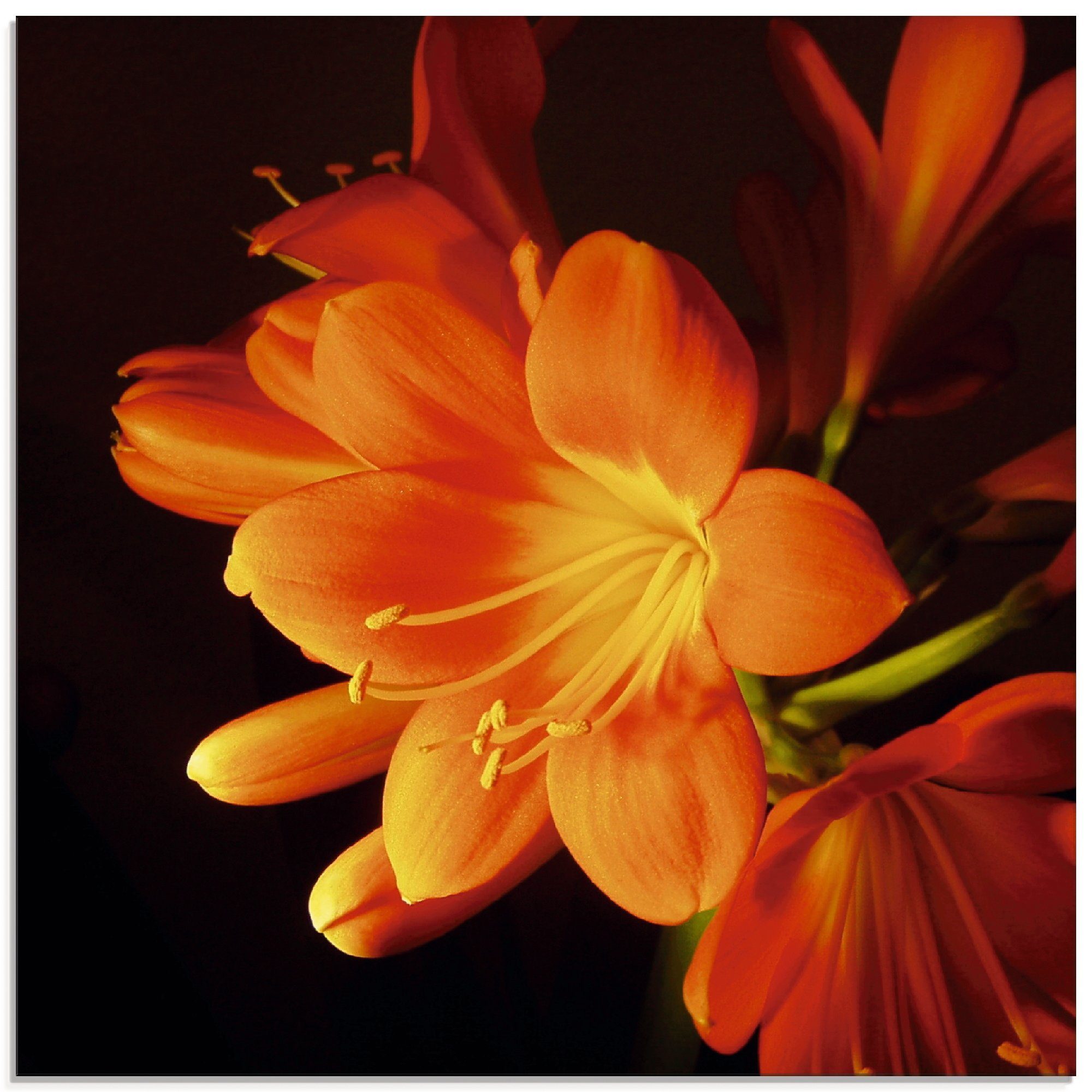Artland Glasbild Clivie in leuchtendem Orange, Blumen (1 St), in verschiedenen  Größen